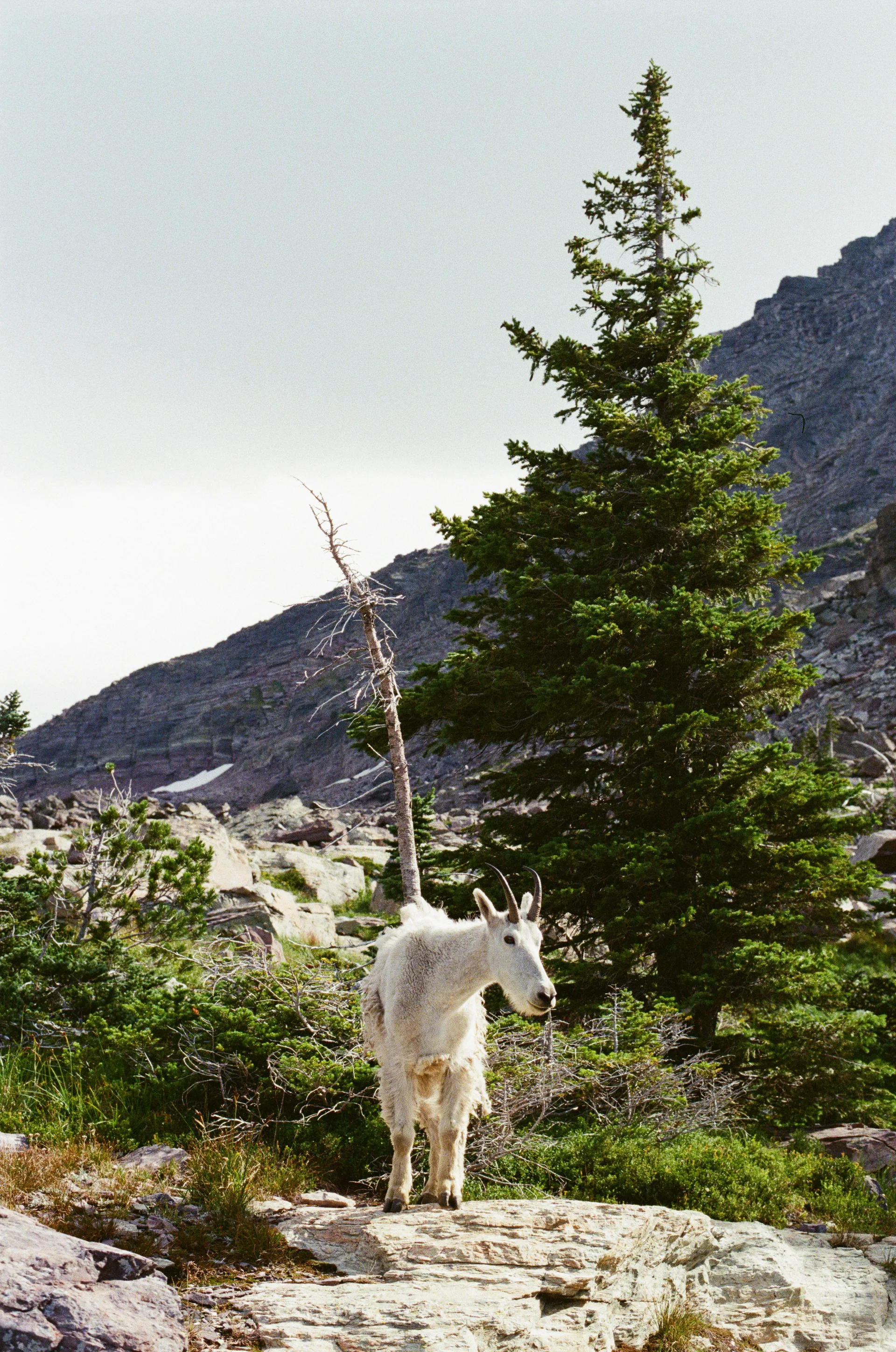 Photograph at Glacier National Park