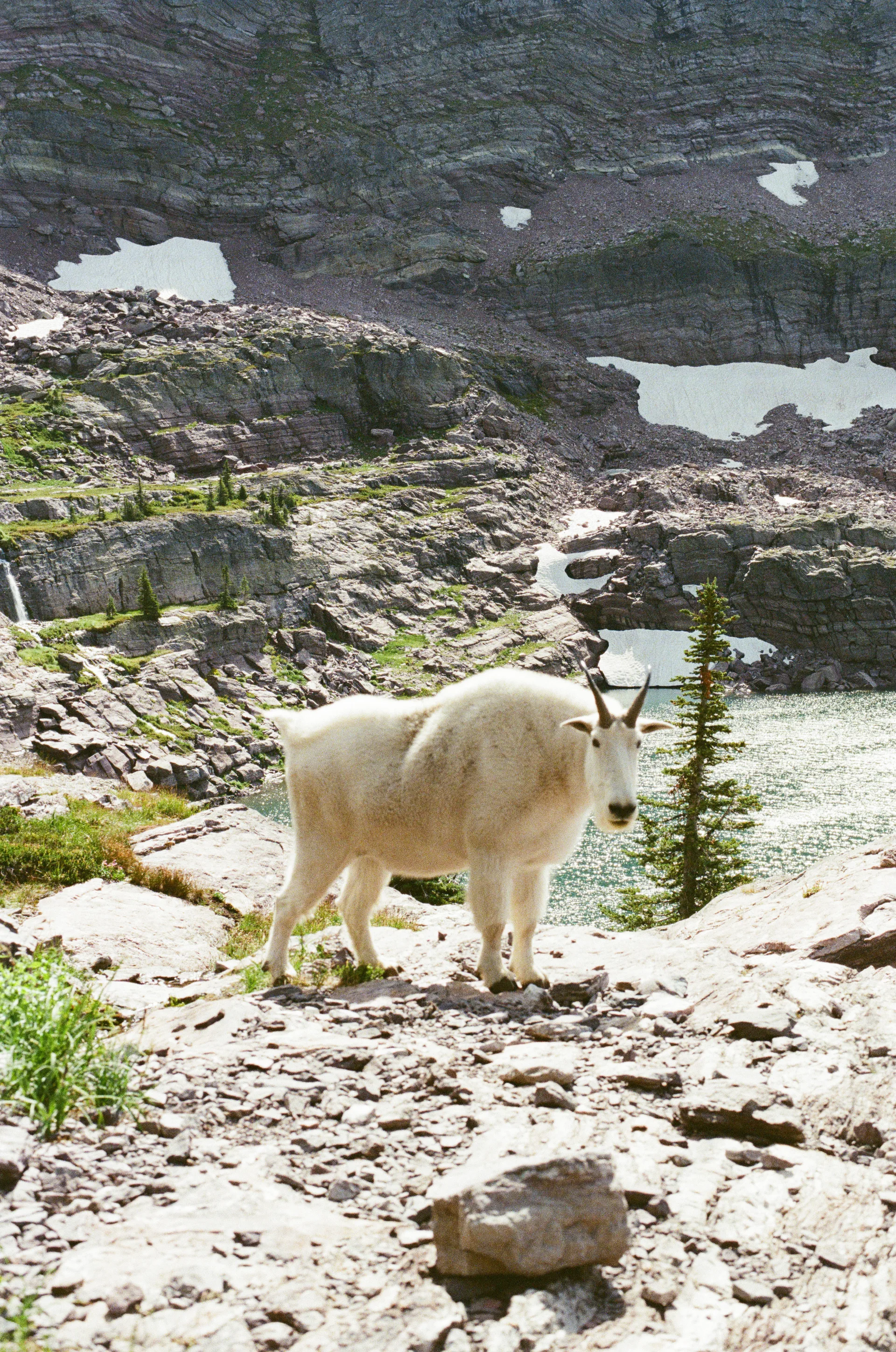 Photograph at Glacier National Park
