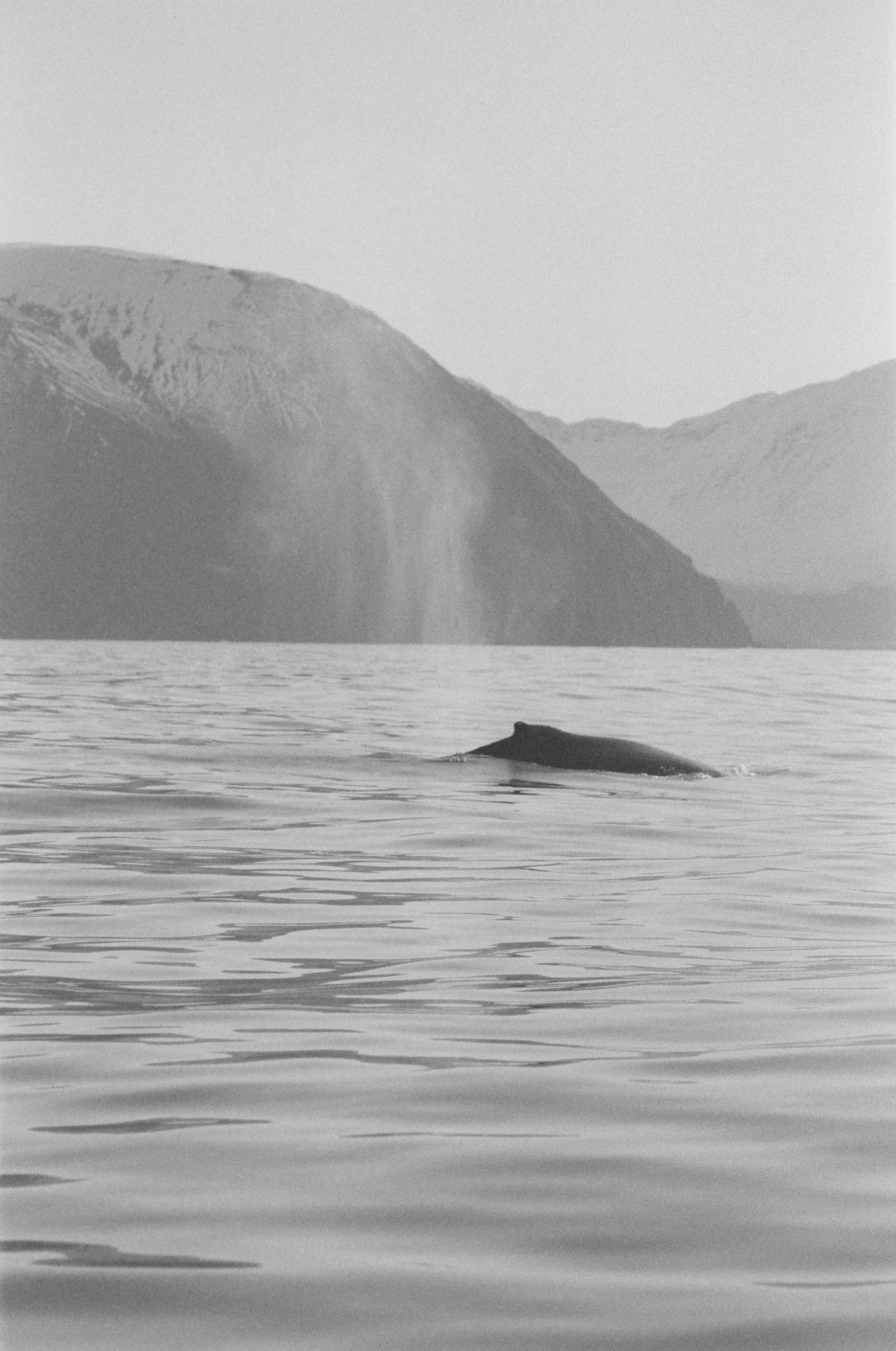 Humpback Whale at Iceland