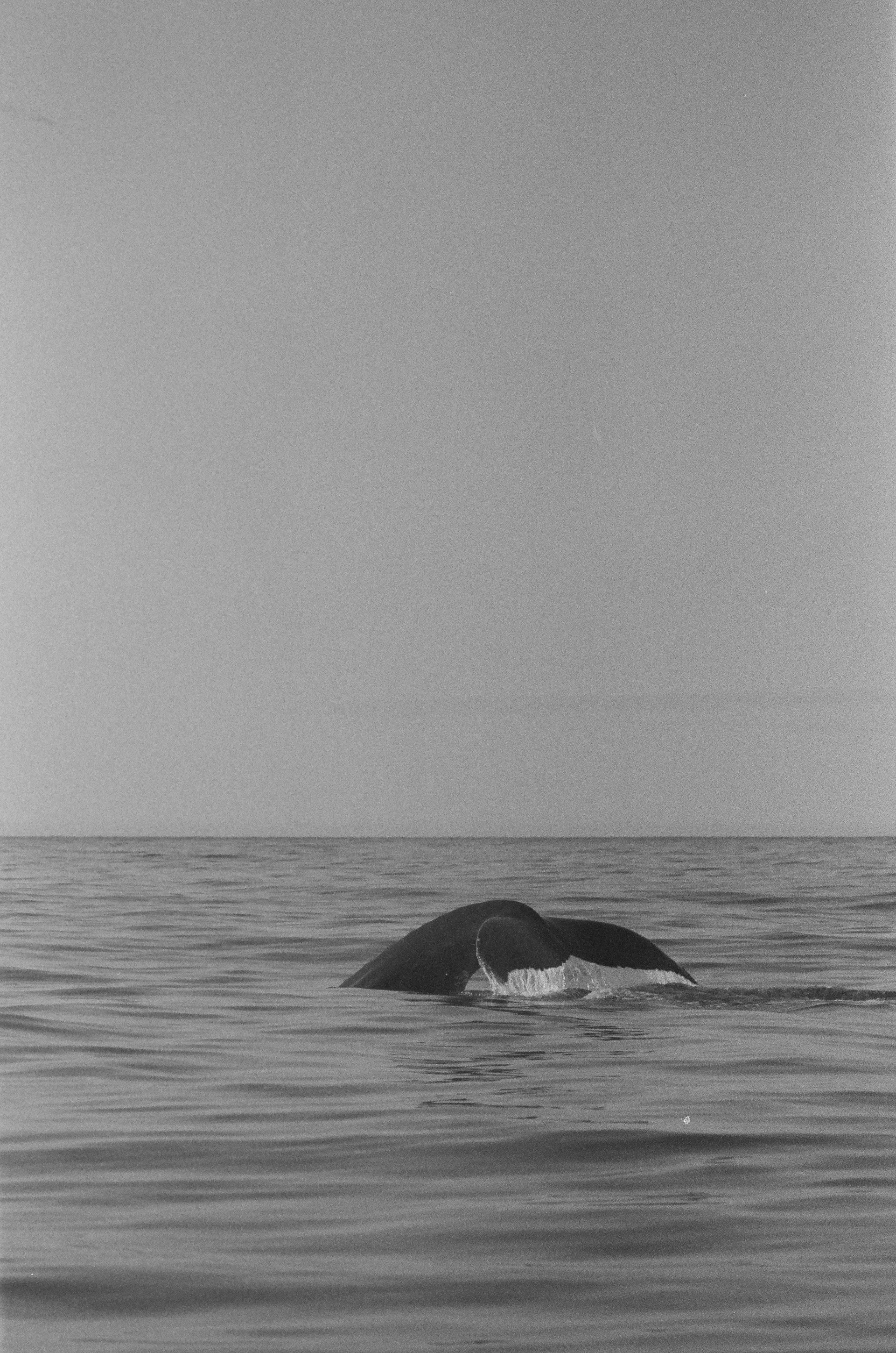 Humpback Whale at Iceland