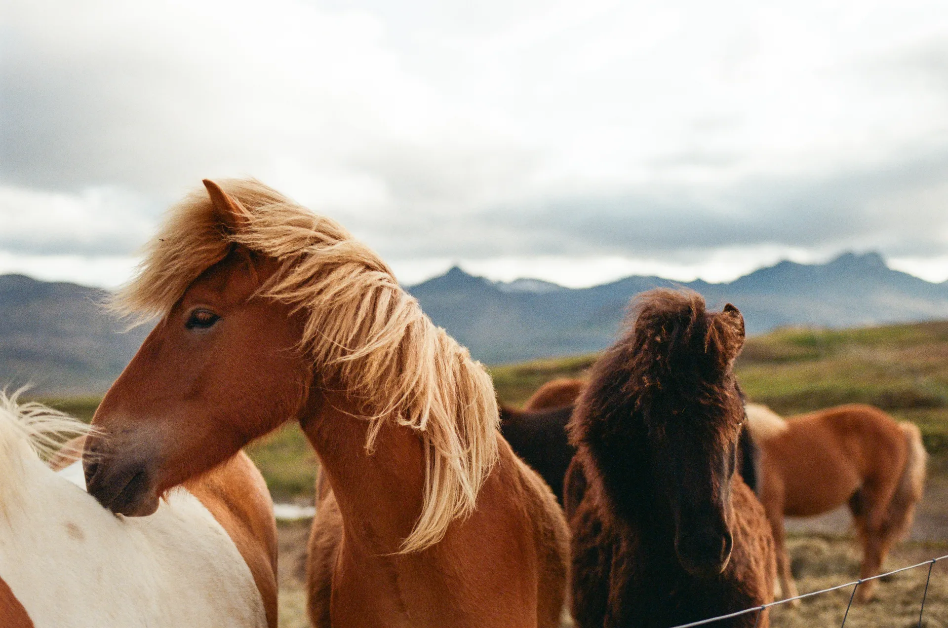 Horse at Iceland