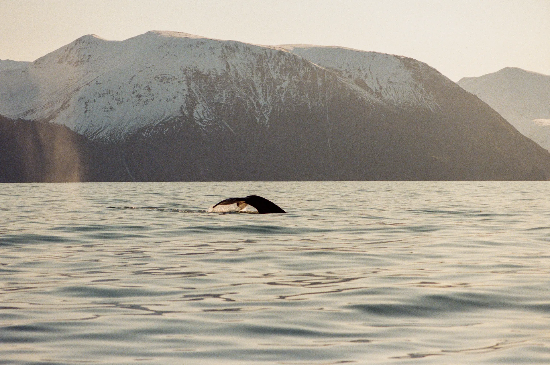 Humpback Whale at Iceland
