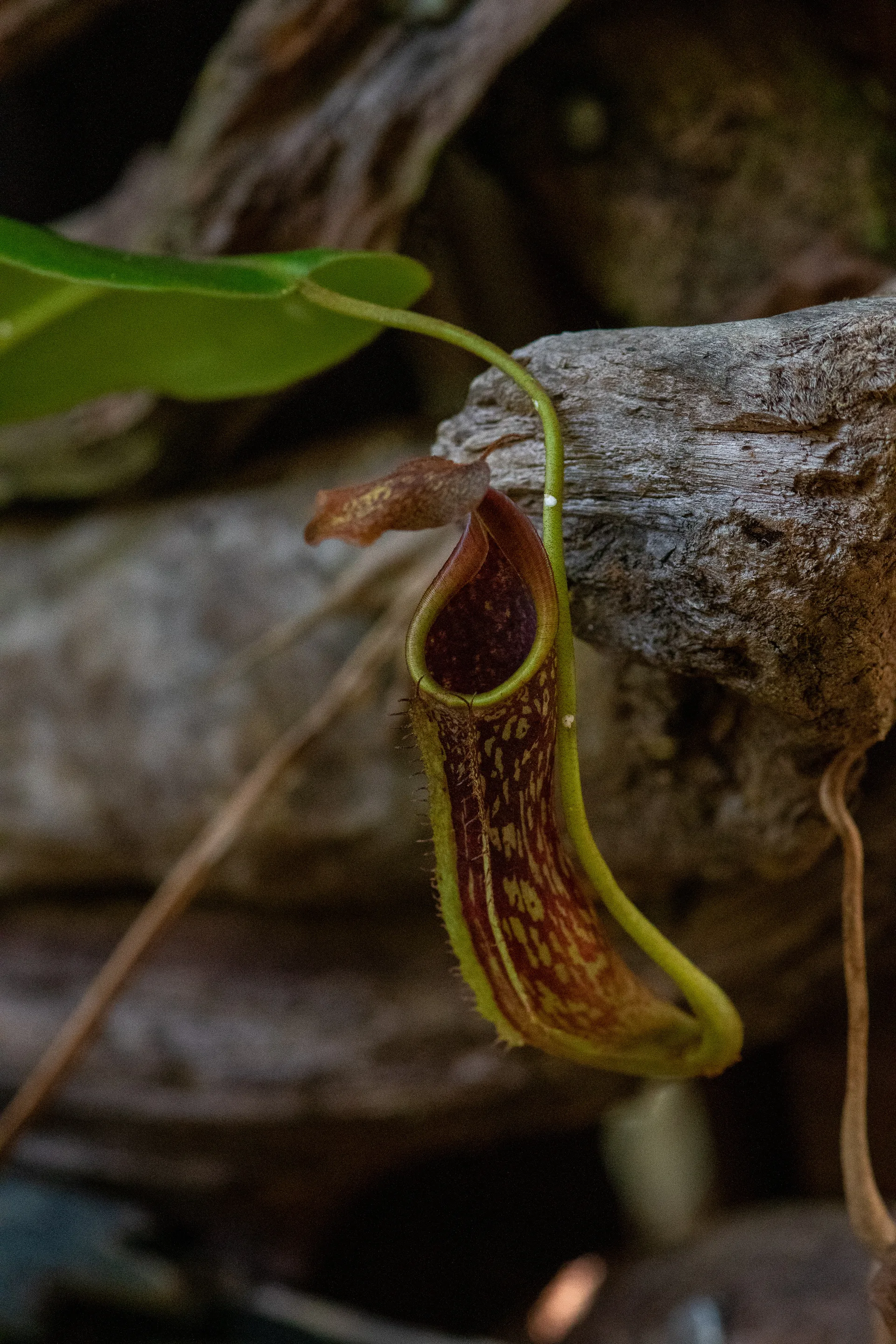 Photograph at Borneo
