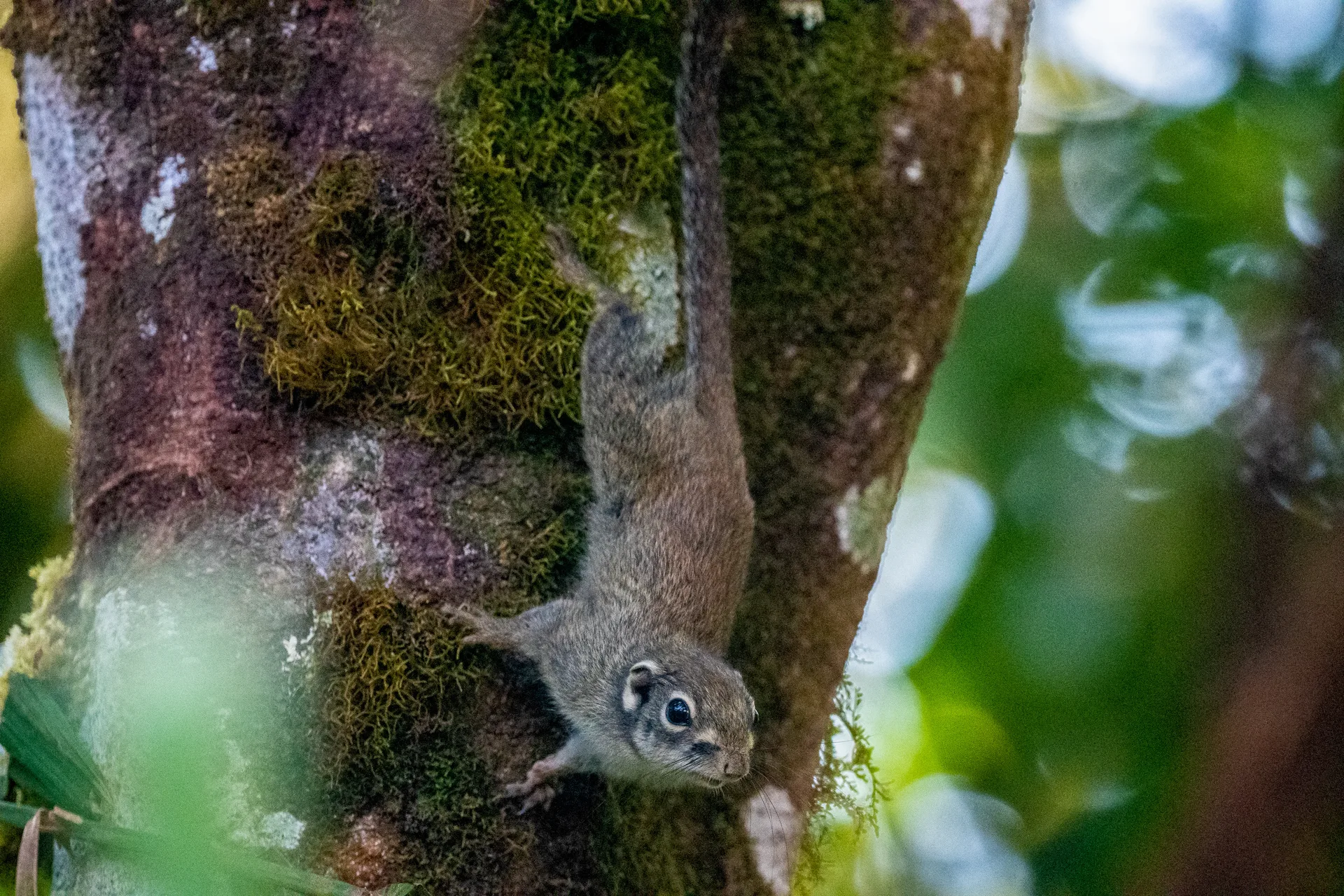 Photograph at Borneo