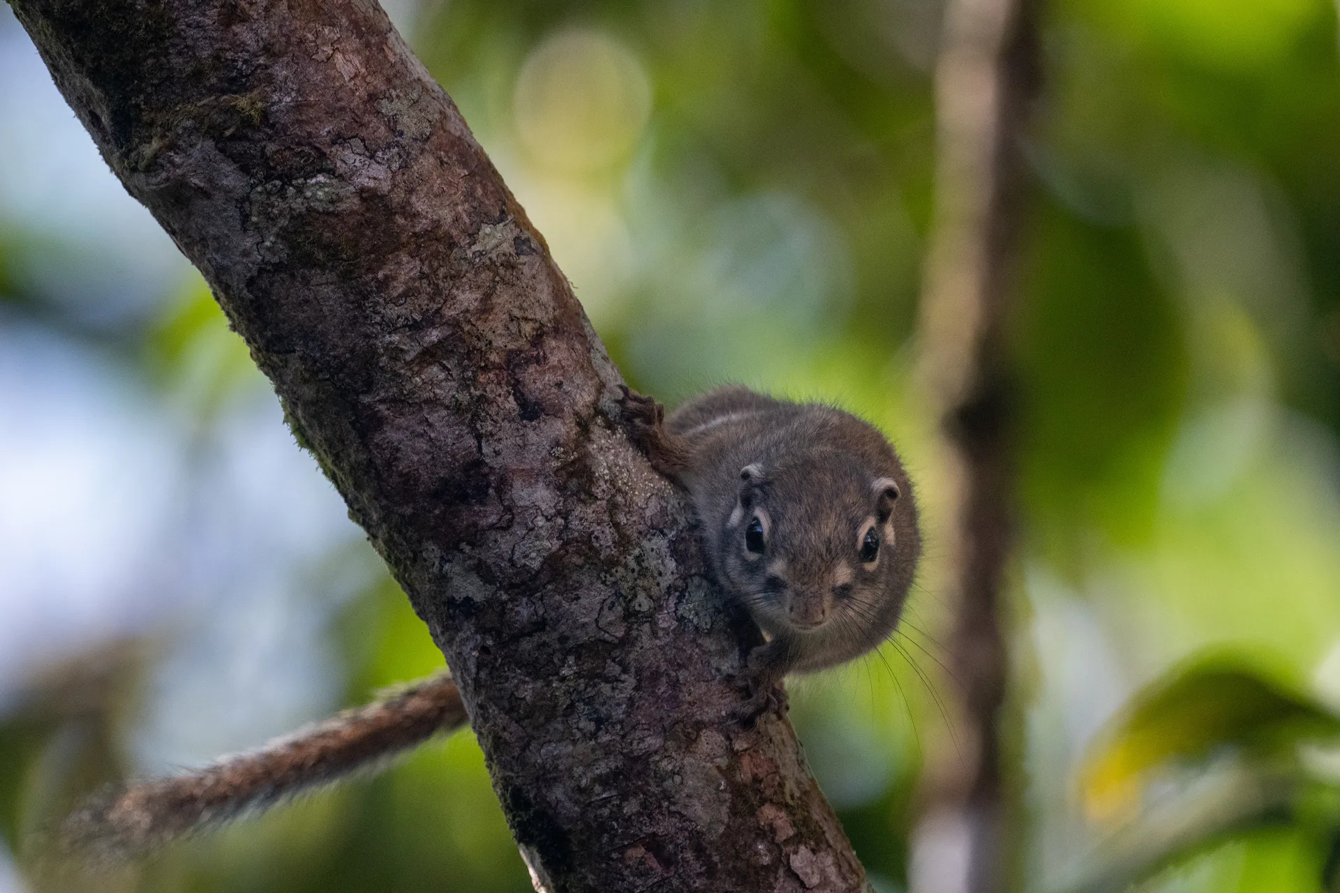 Photograph at Borneo