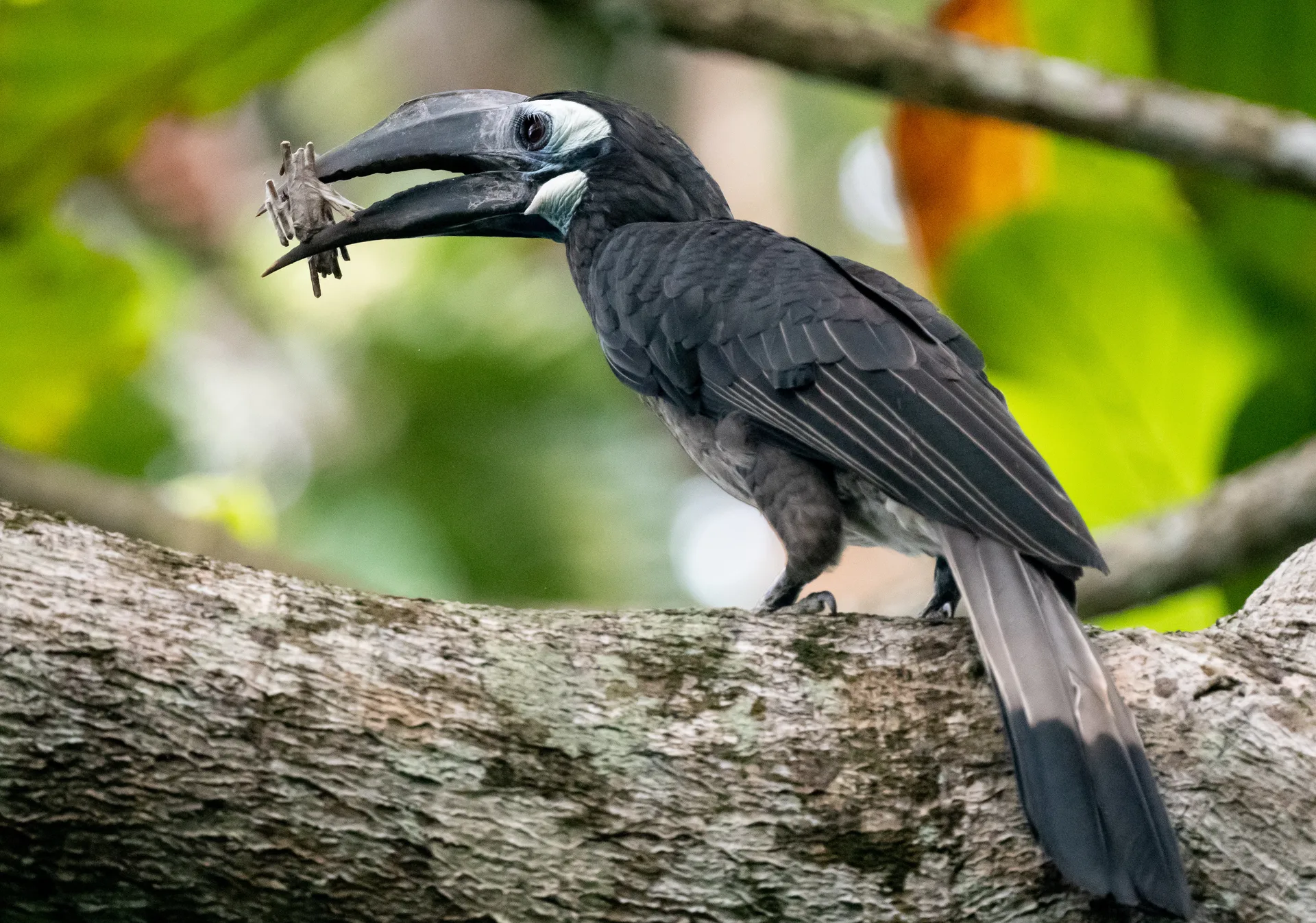 Hornbill at Borneo