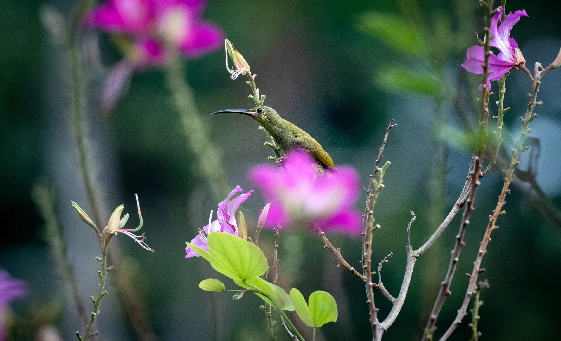 Photograph at Borneo