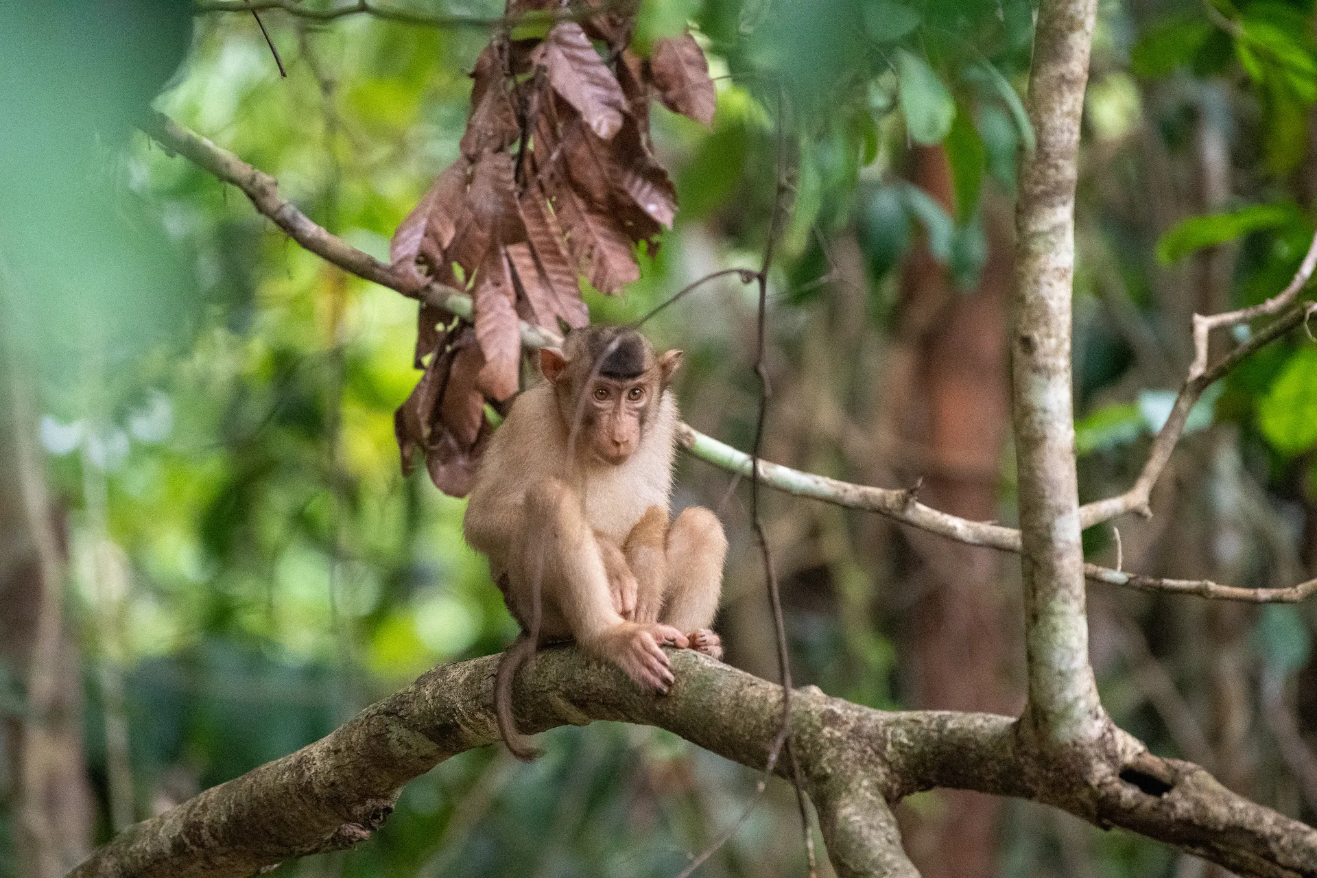 Pig Tailed Macaque at Borneo