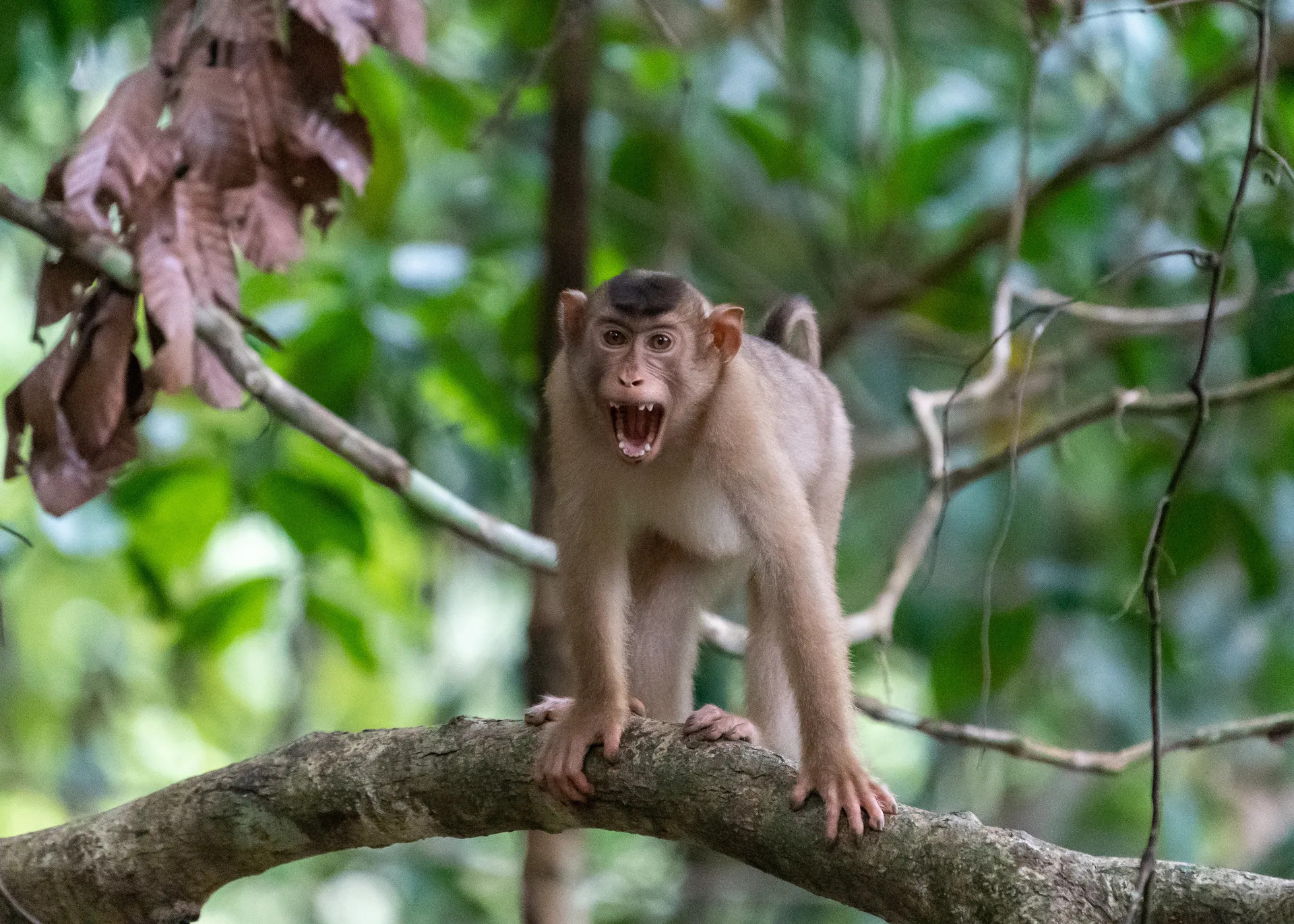 Pig Tailed Macaque at Borneo