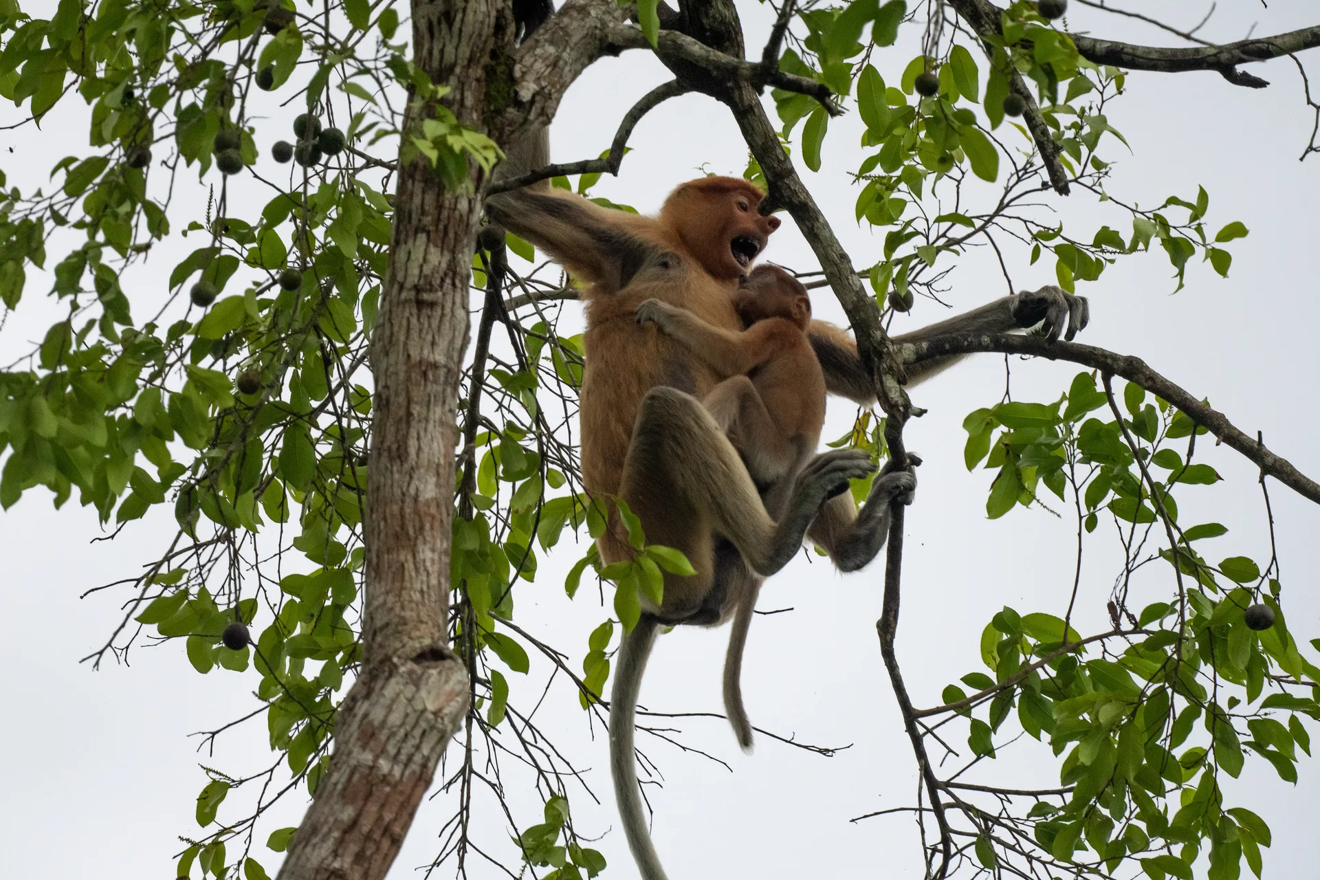 Photograph at Borneo