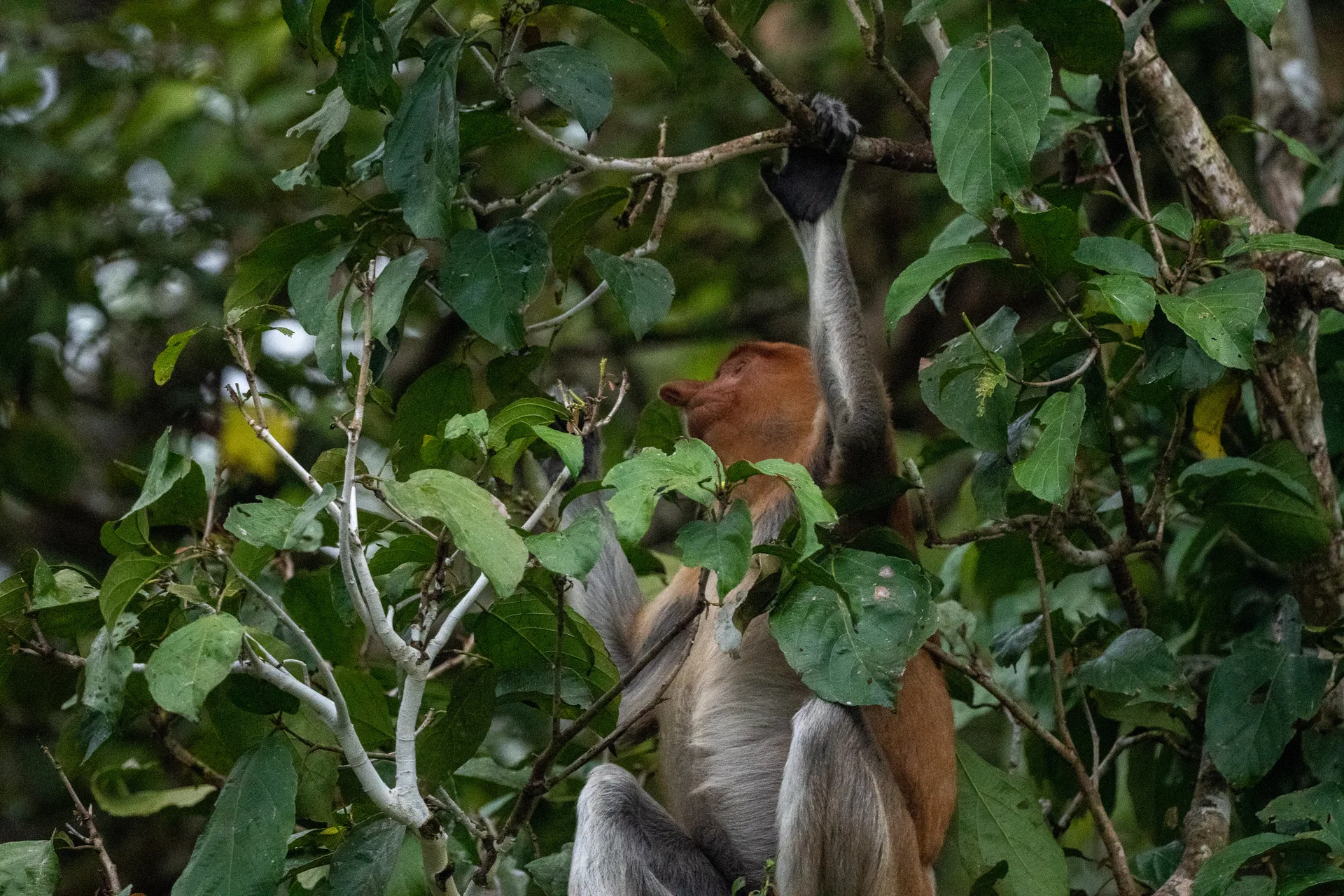 Photograph at Borneo