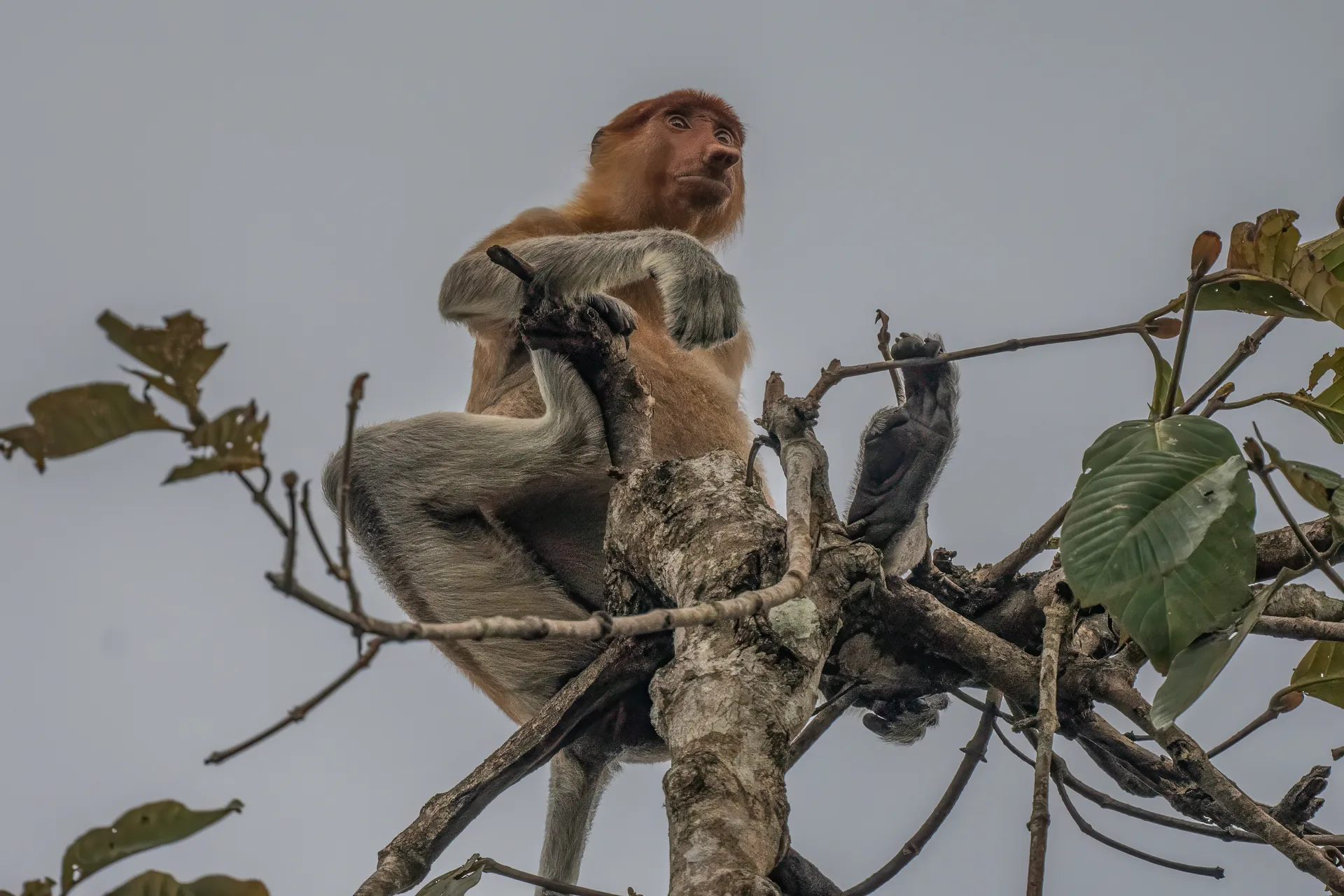 Photograph at Borneo
