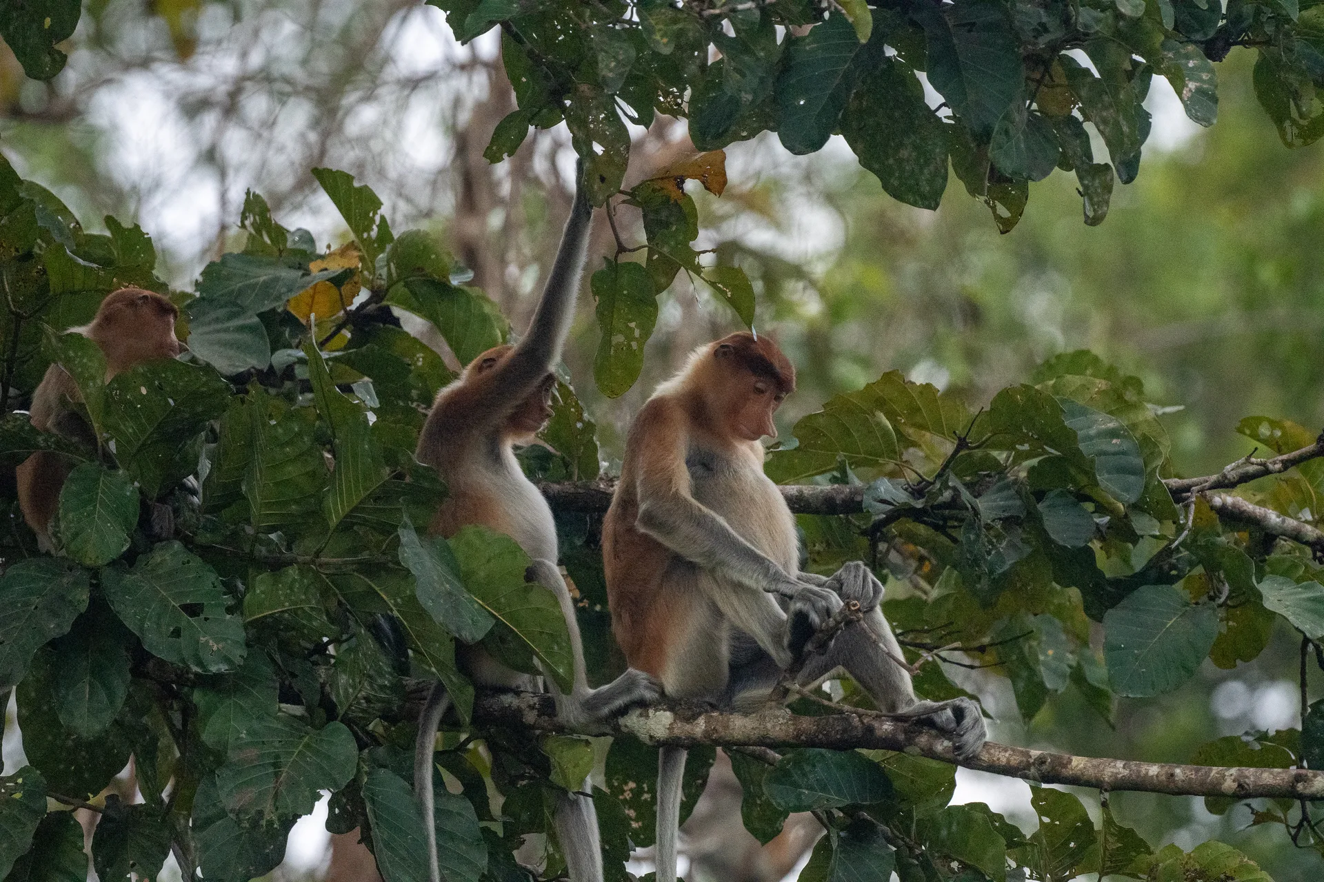 Photograph at Borneo