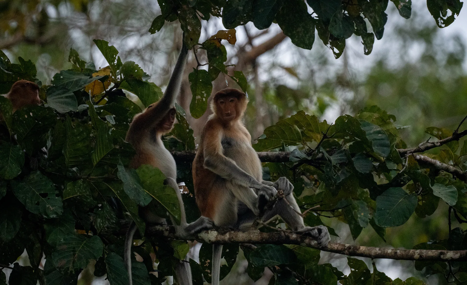 Photograph at Borneo