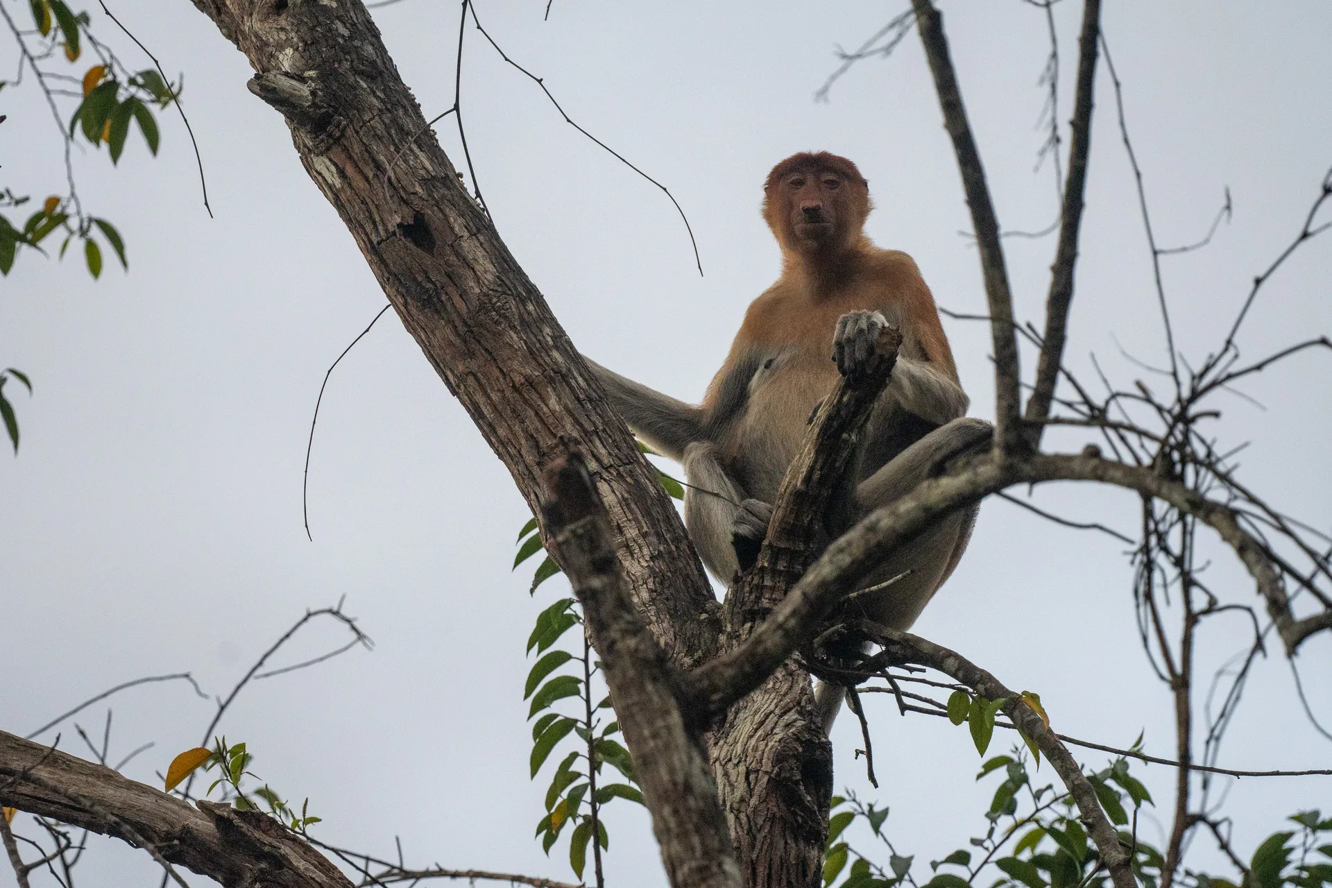 Photograph at Borneo