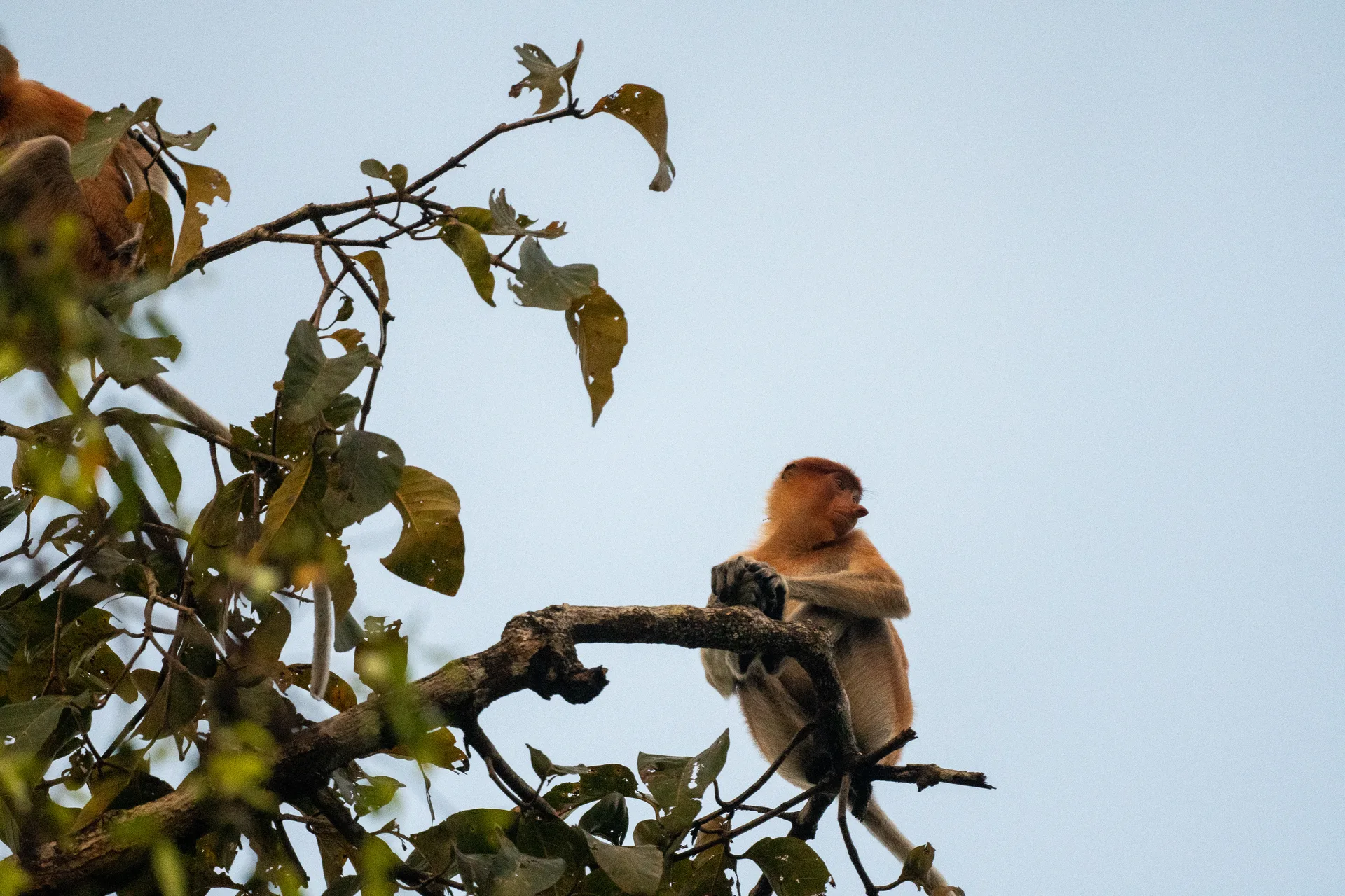 Photograph at Borneo