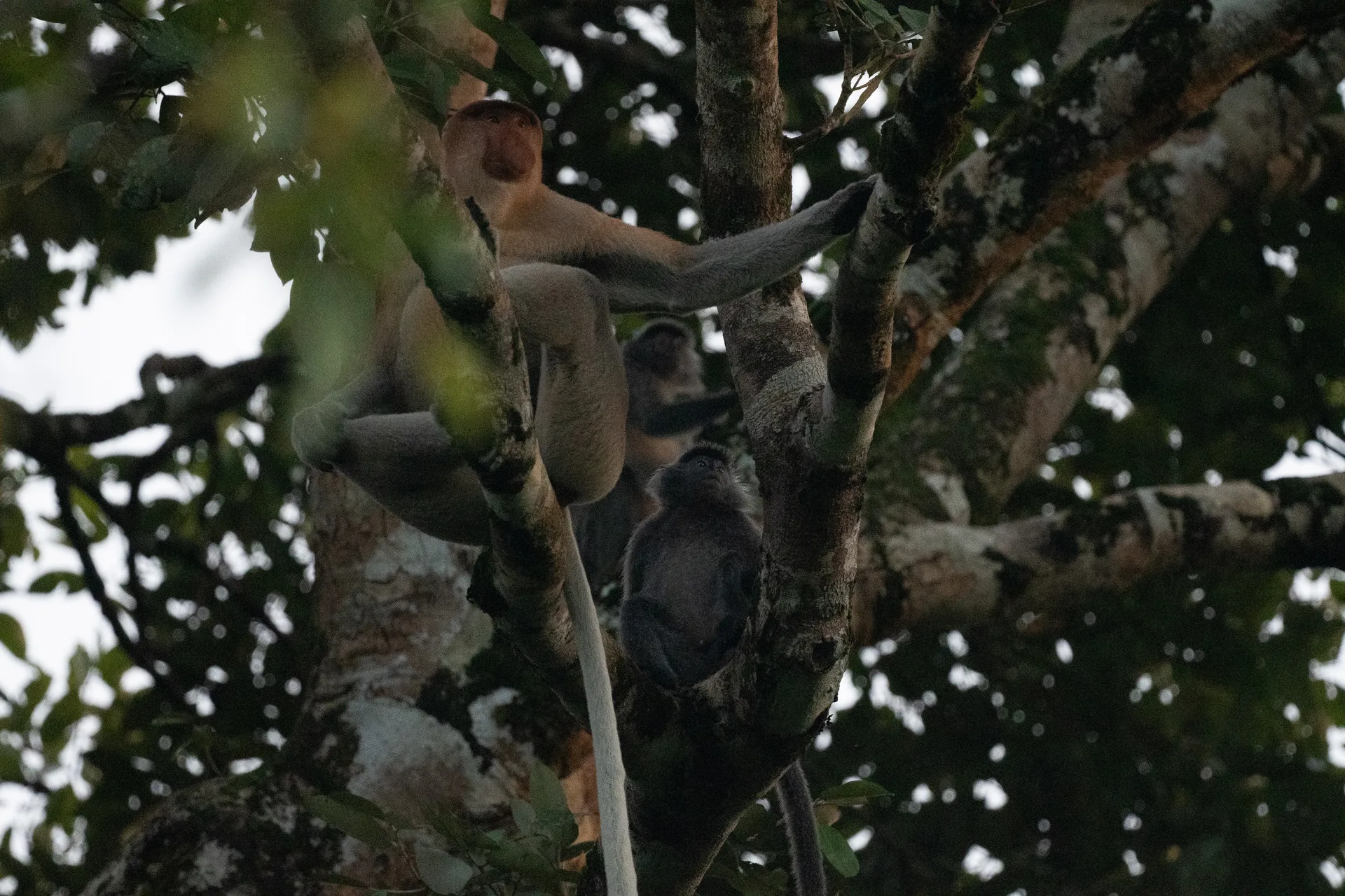 Proboscis Monkey, Silvery Langur at Borneo