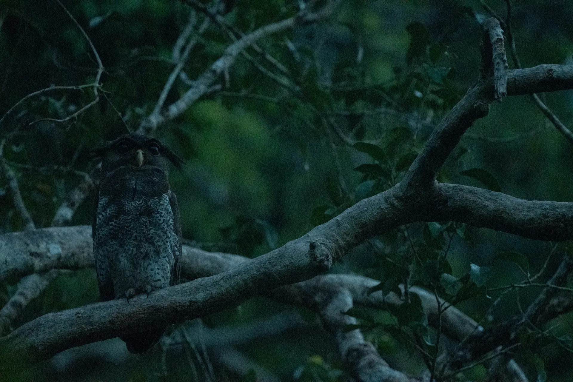 Barred Eagle-Owl at Borneo