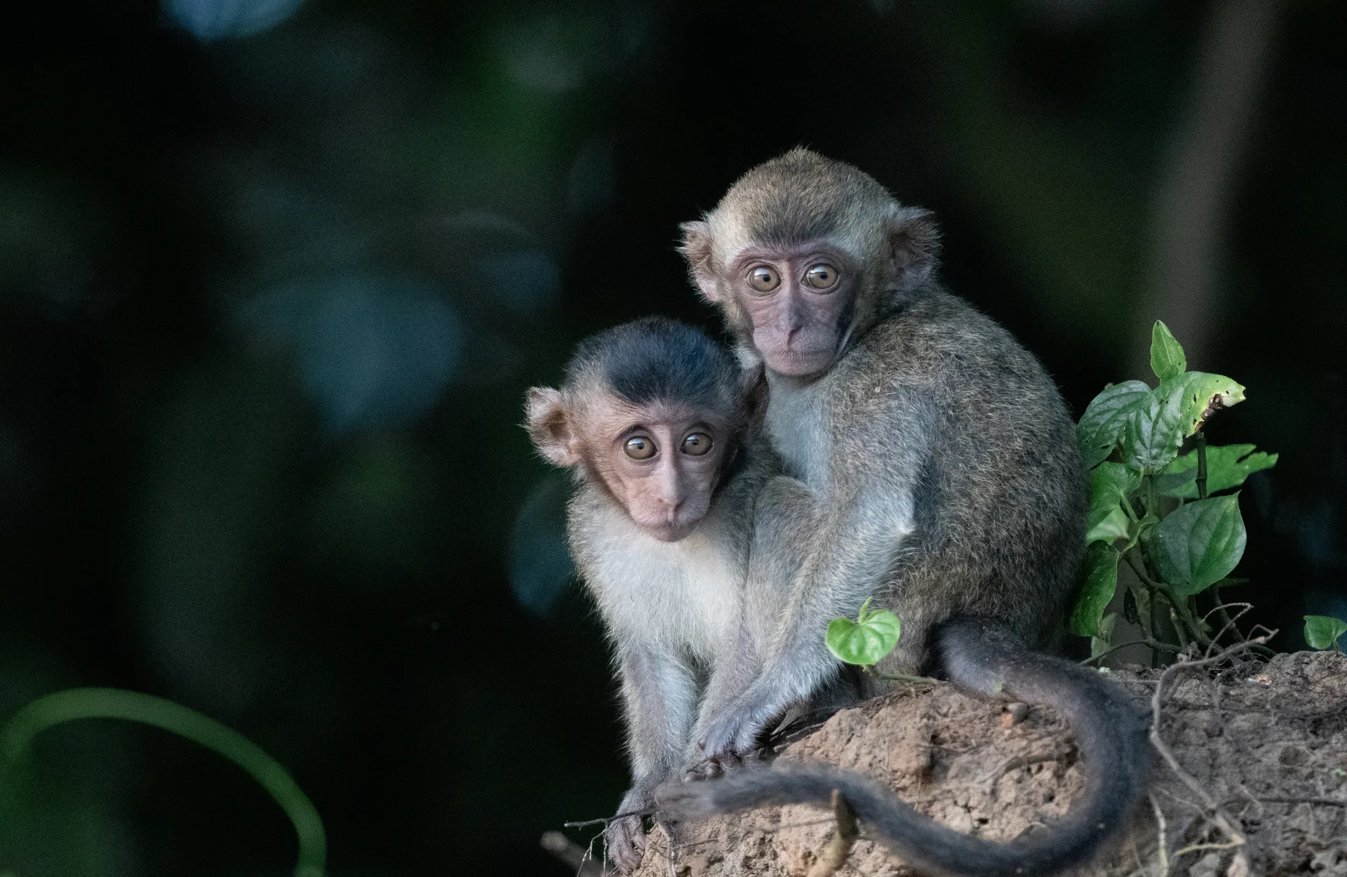 Long Tailed Macaque at Kinabatangan