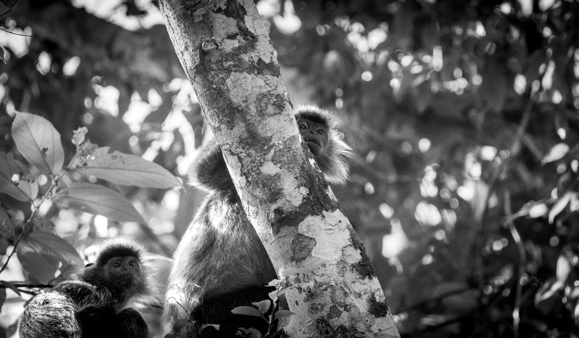 Photograph at Sukau