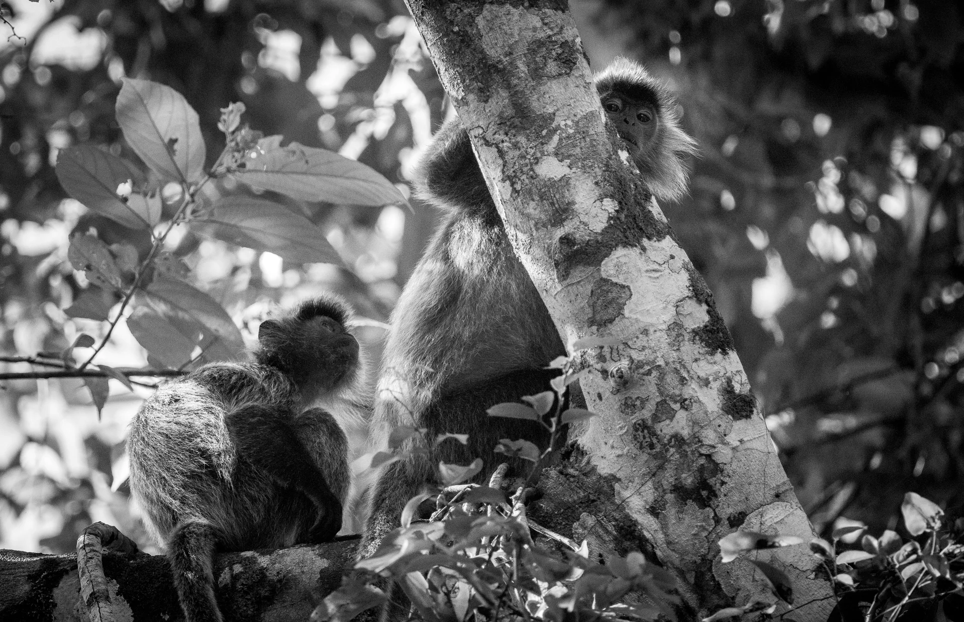 Photograph at Sukau