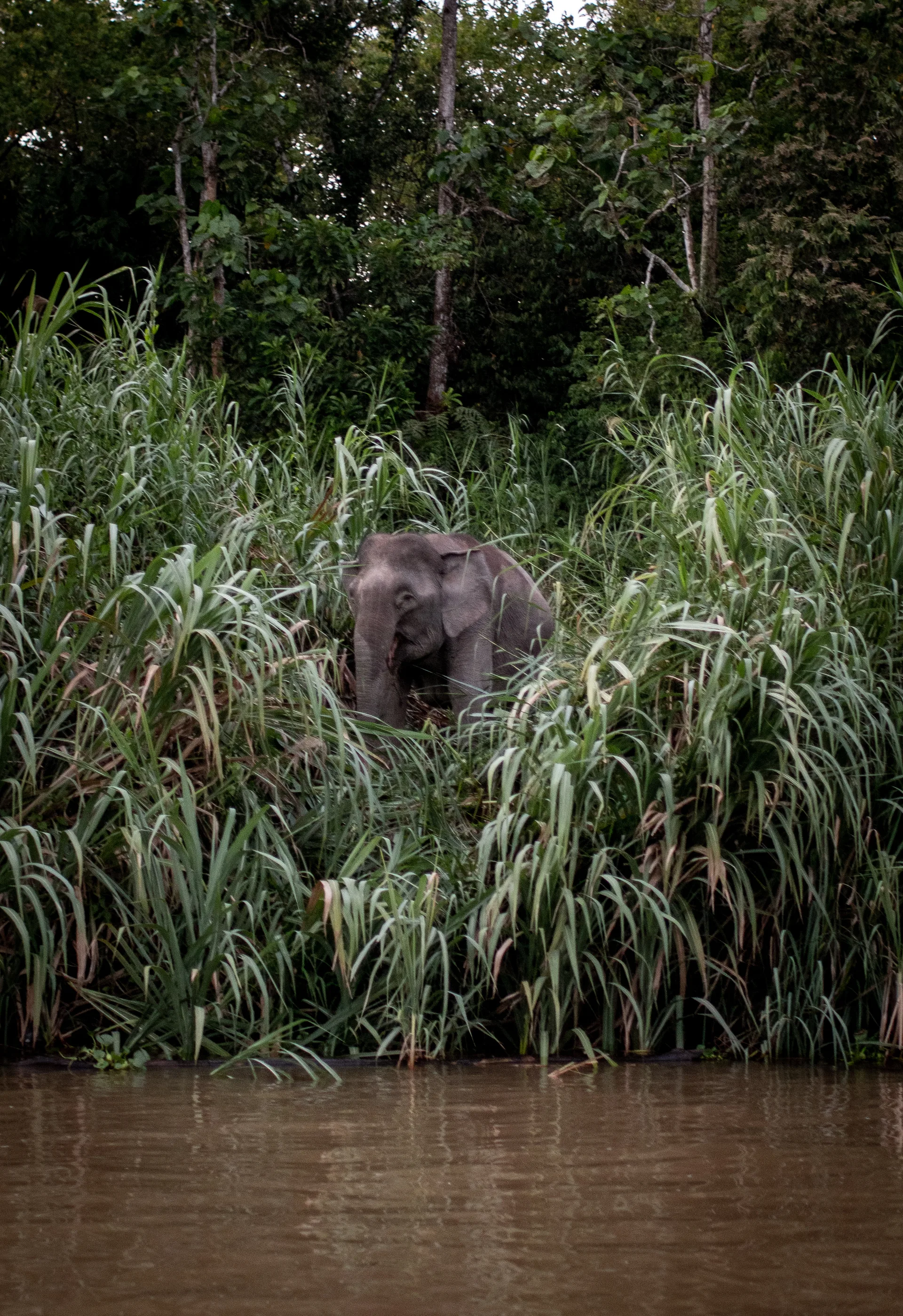 Photograph at Borneo