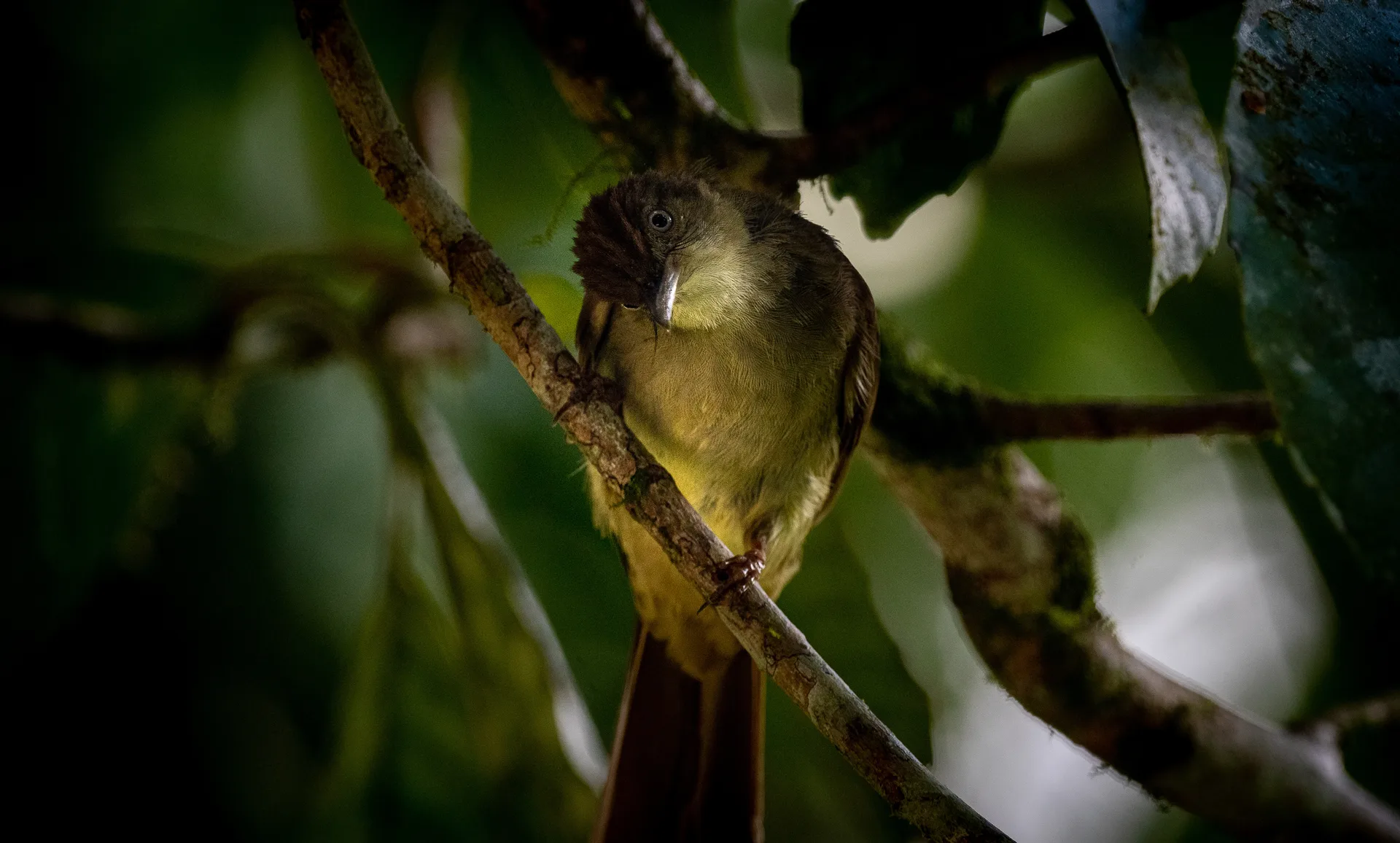 Photograph at Danum Valley