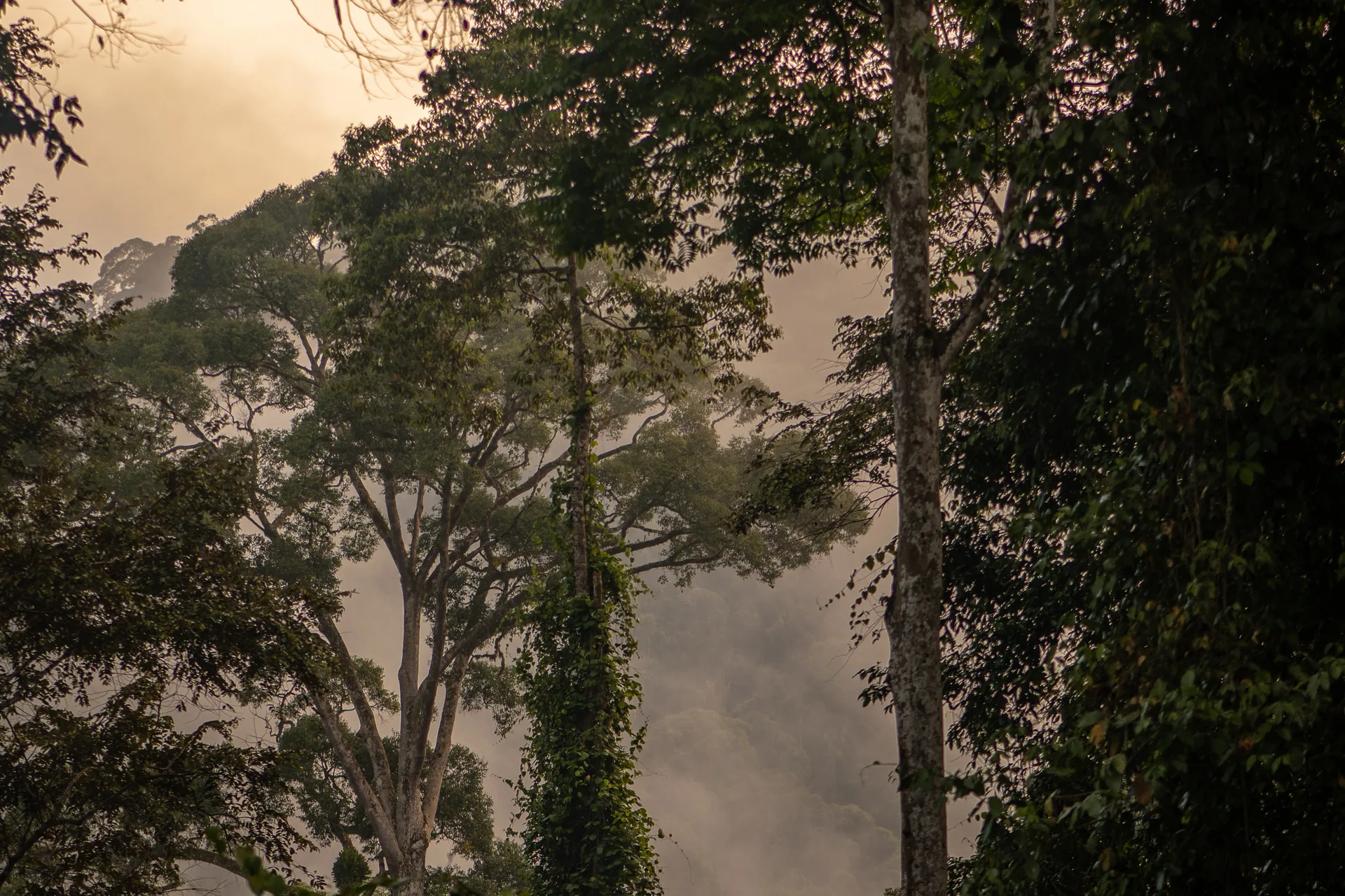 Photograph at Danum Valley