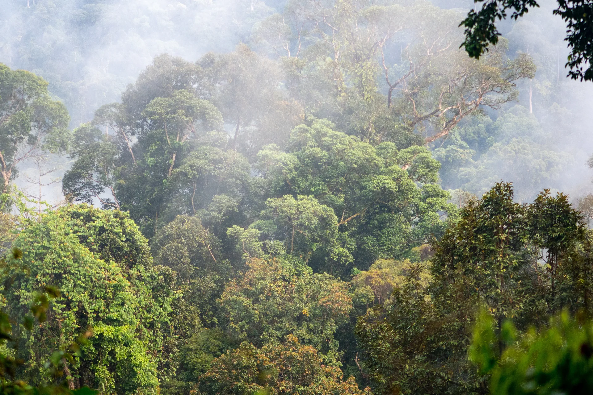 Photograph at Danum Valley