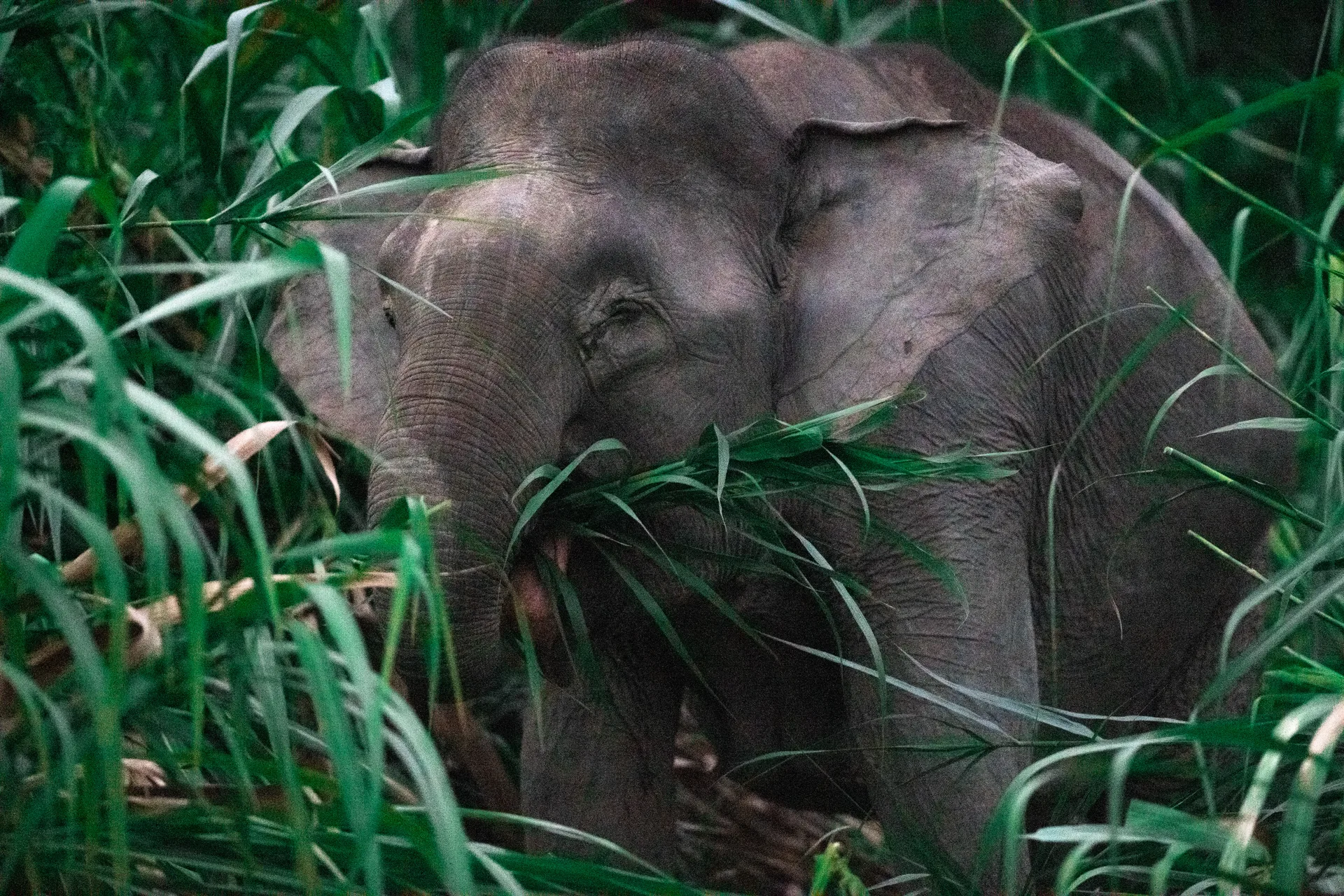 Photograph at Borneo