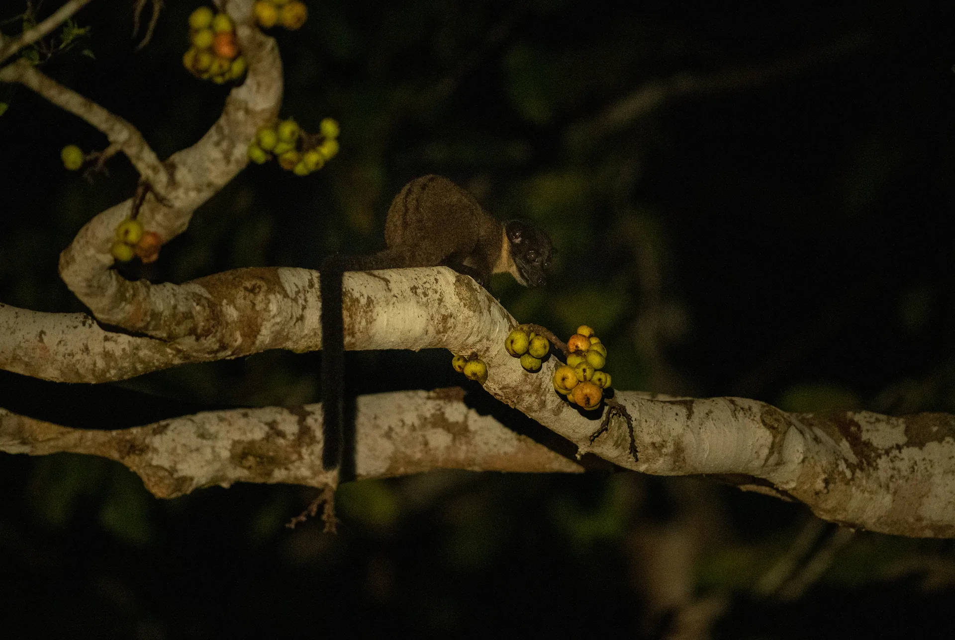 Photograph at Borneo