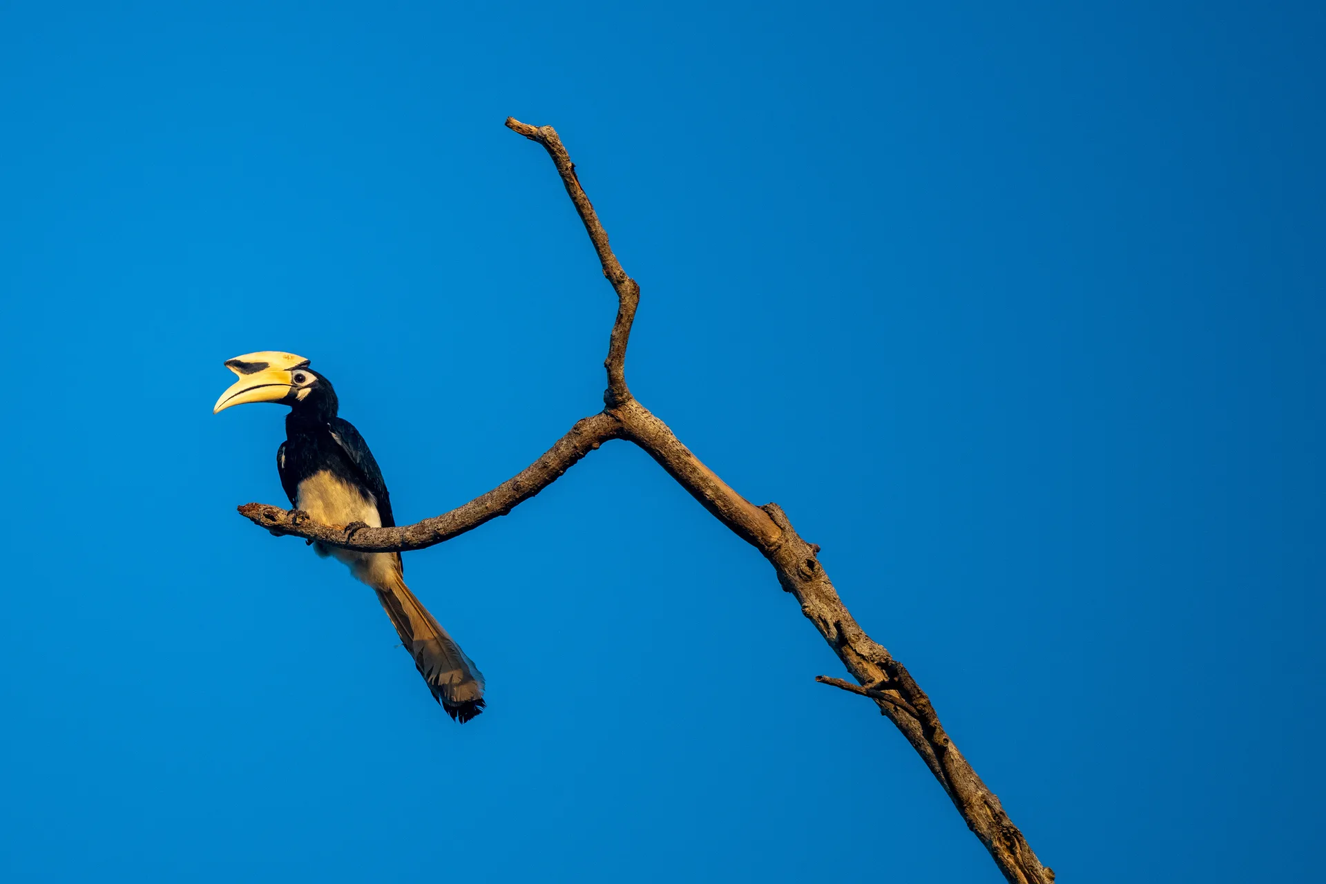 Photograph at Borneo