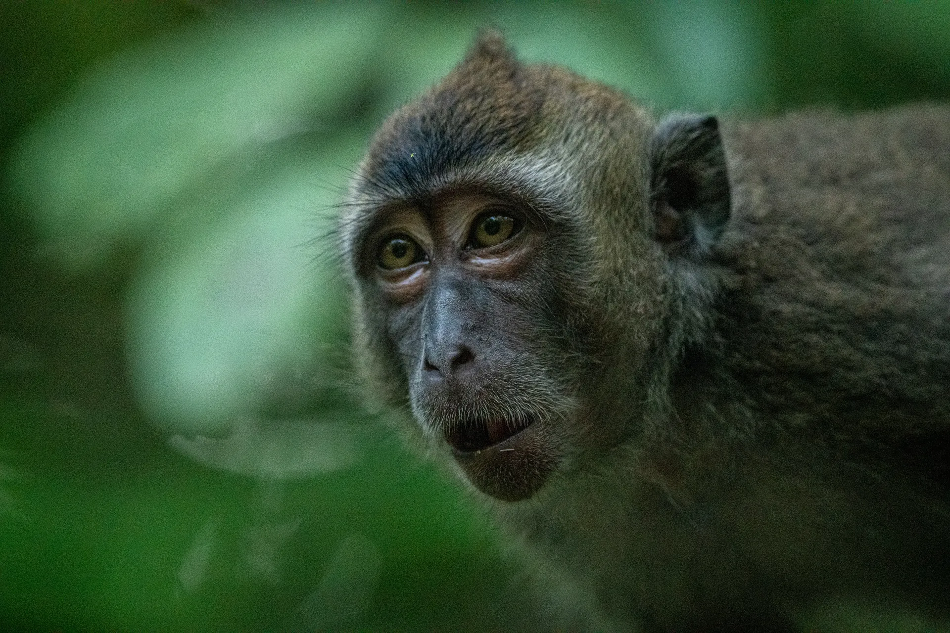 Photograph at Borneo