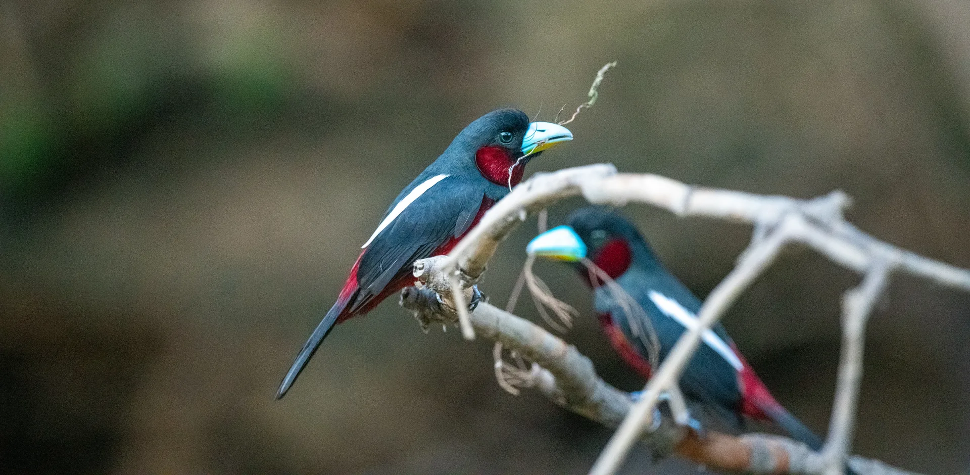Photograph at Borneo