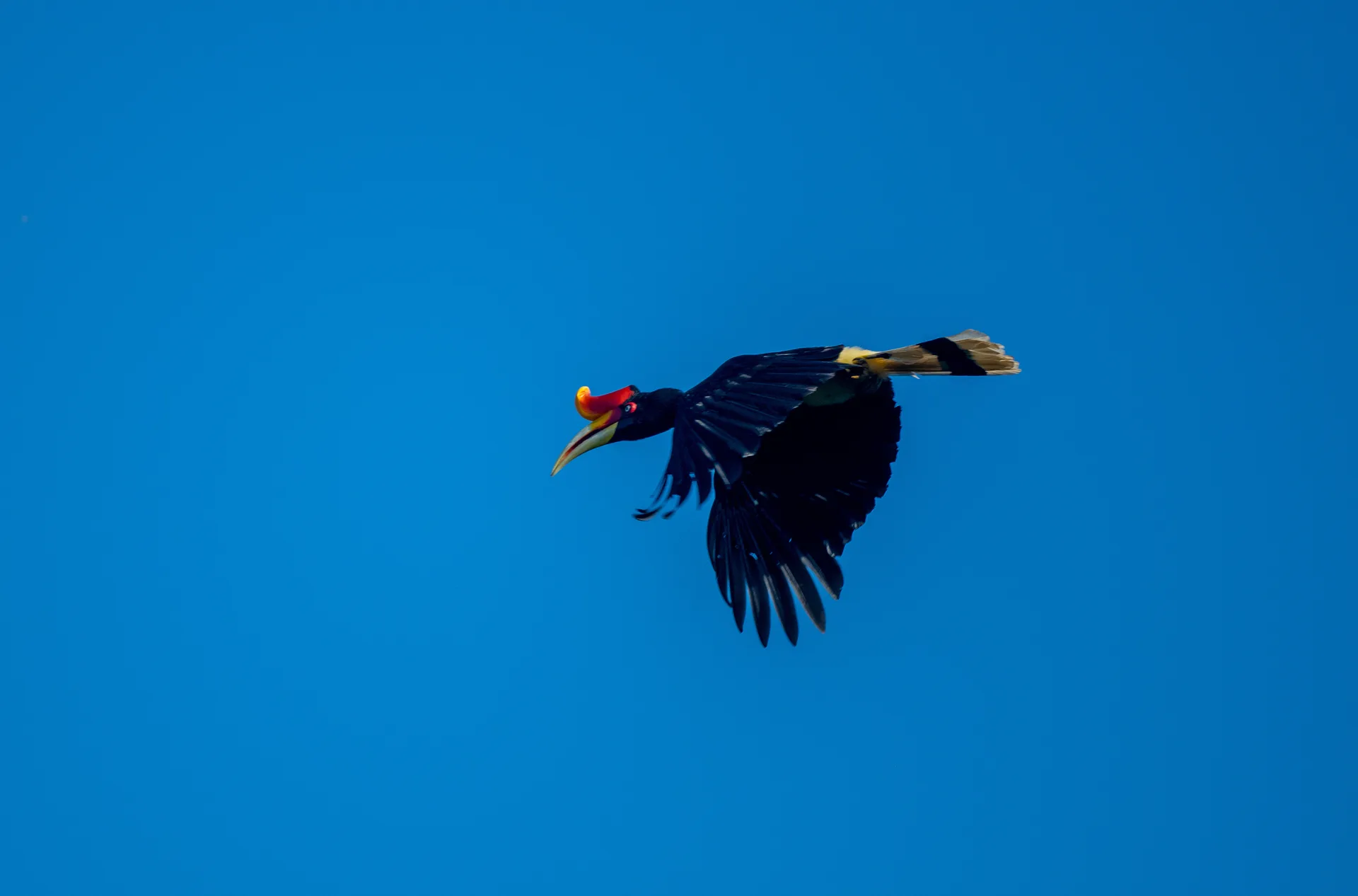 Photograph at Borneo