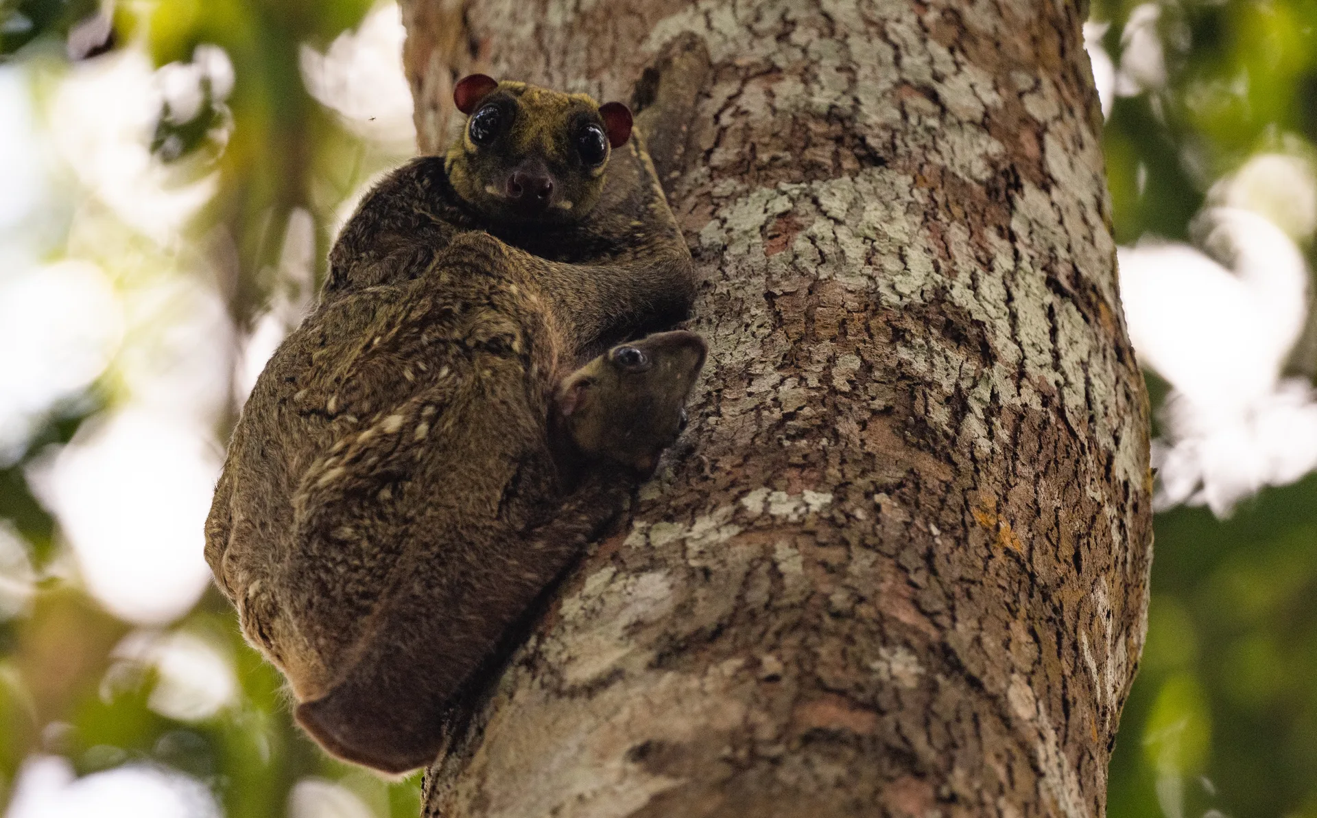Photograph at Borneo