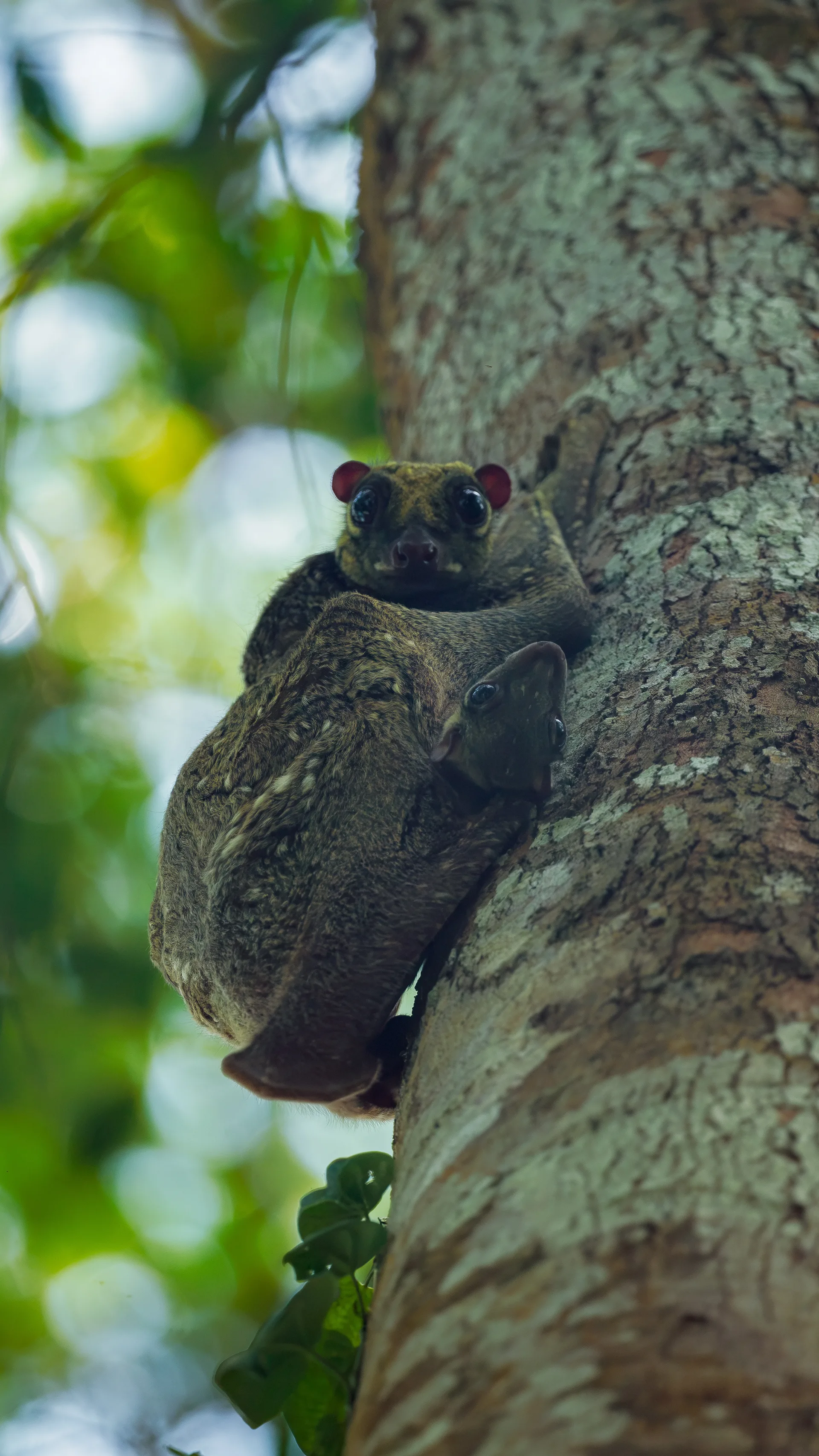 Photograph at Borneo