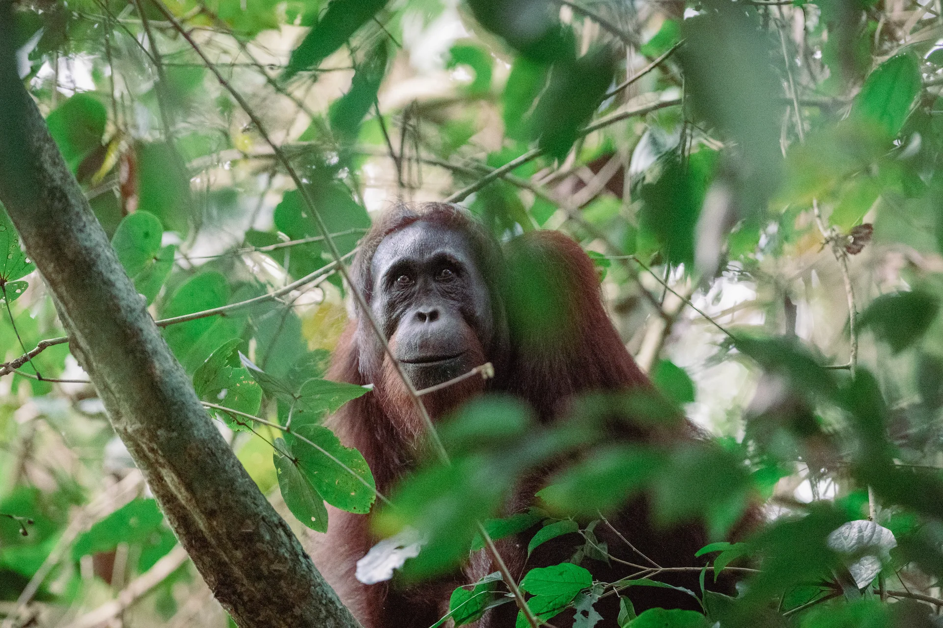 Photograph at Borneo