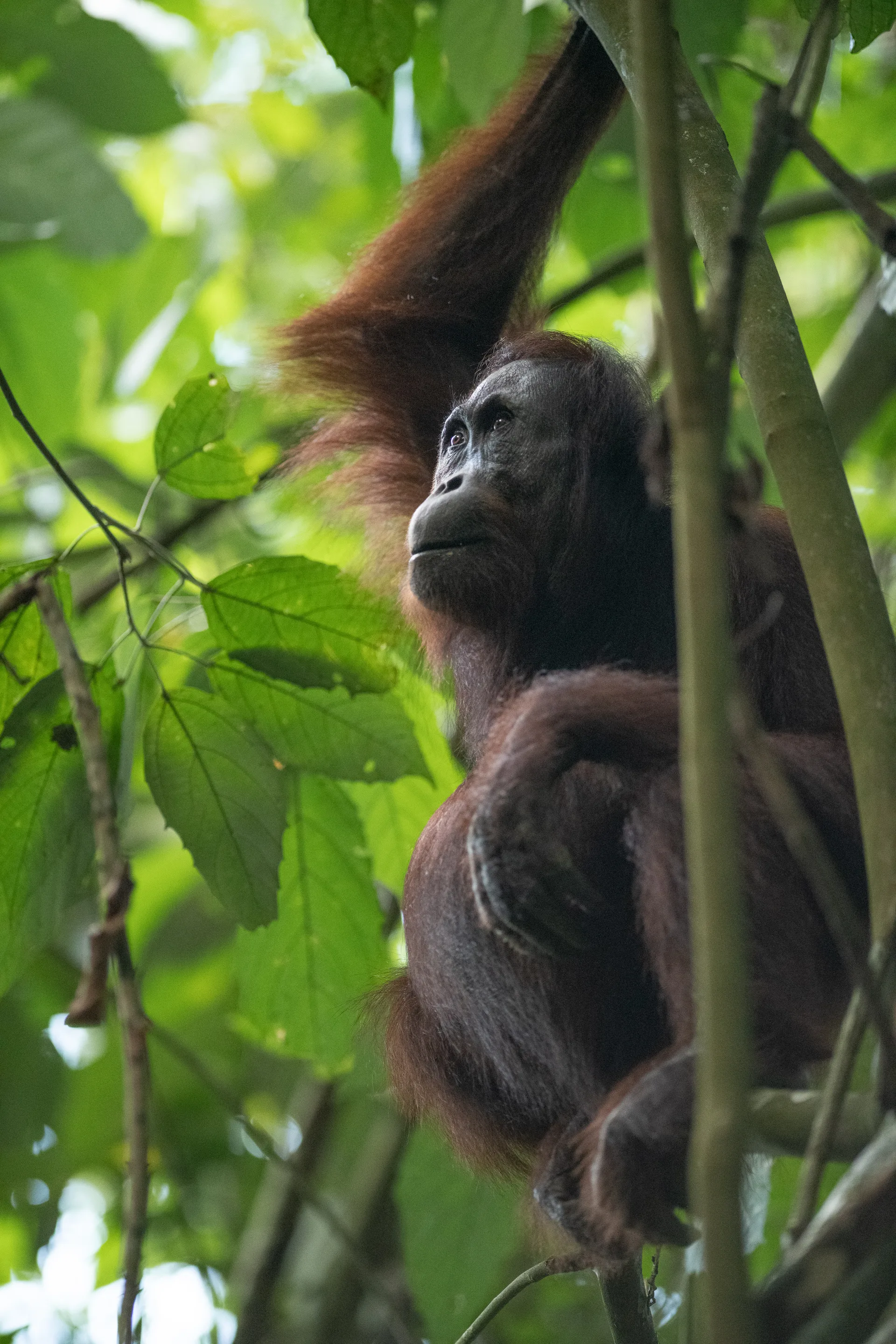 Photograph at Borneo