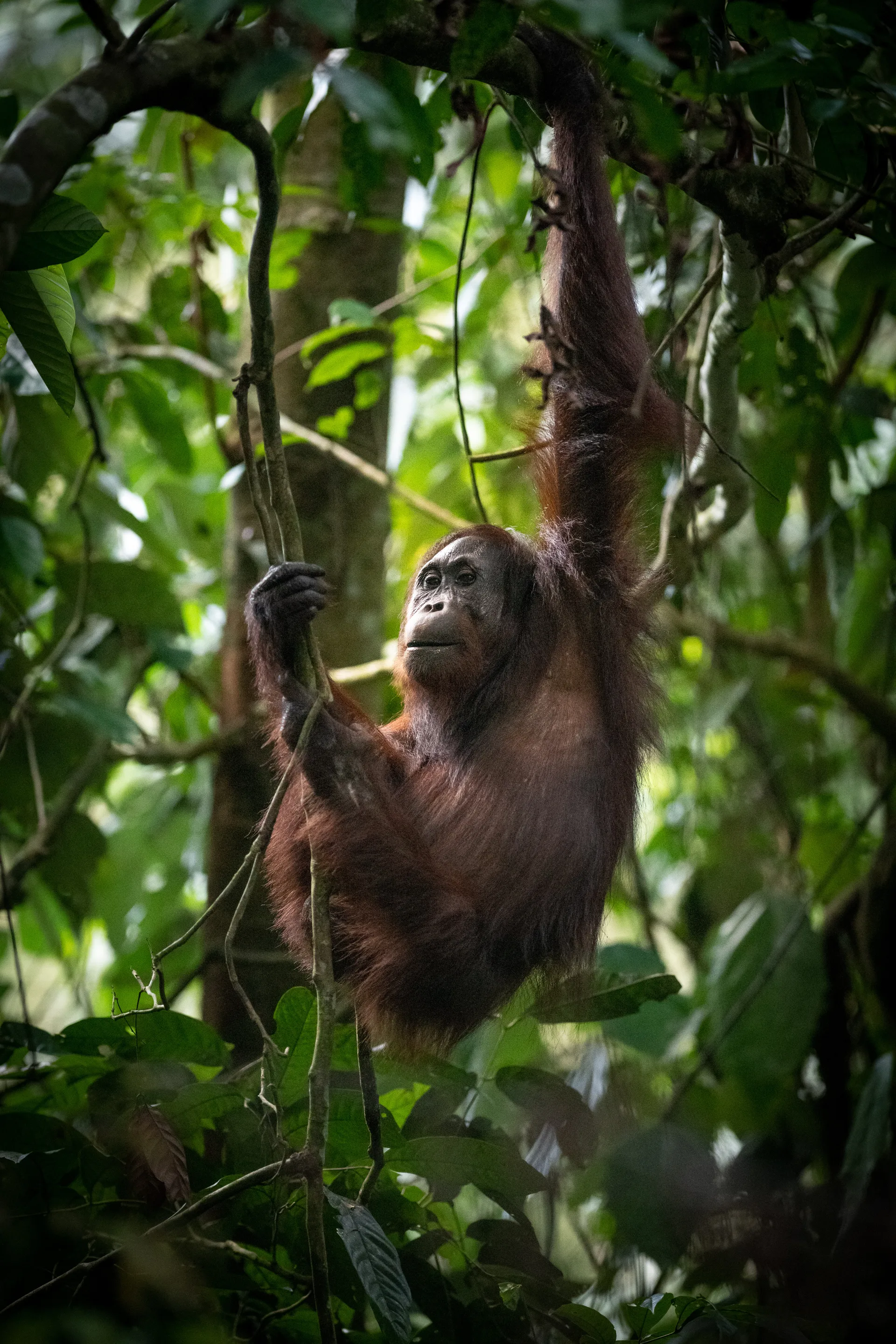 Photograph at Borneo