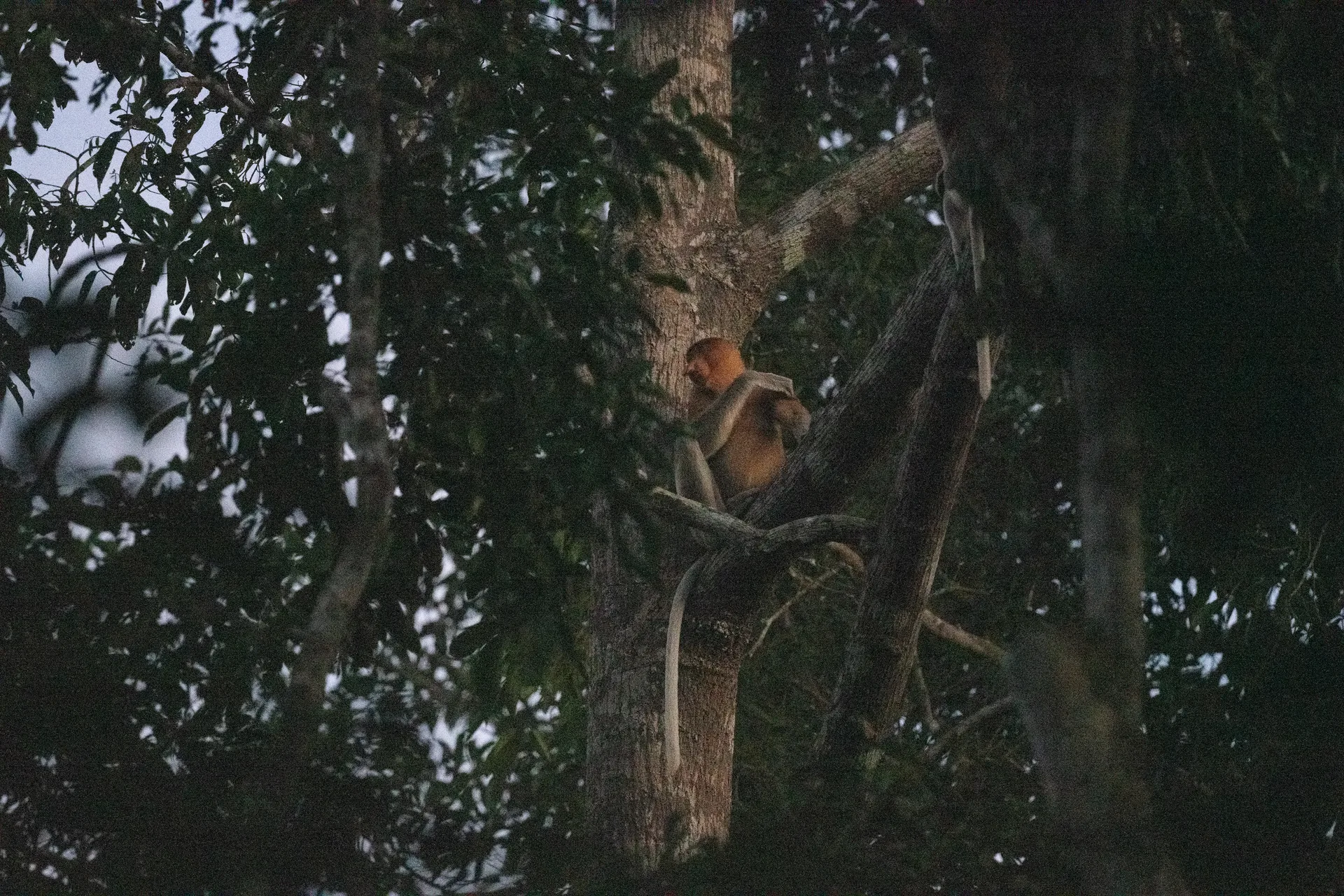 Photograph at Borneo