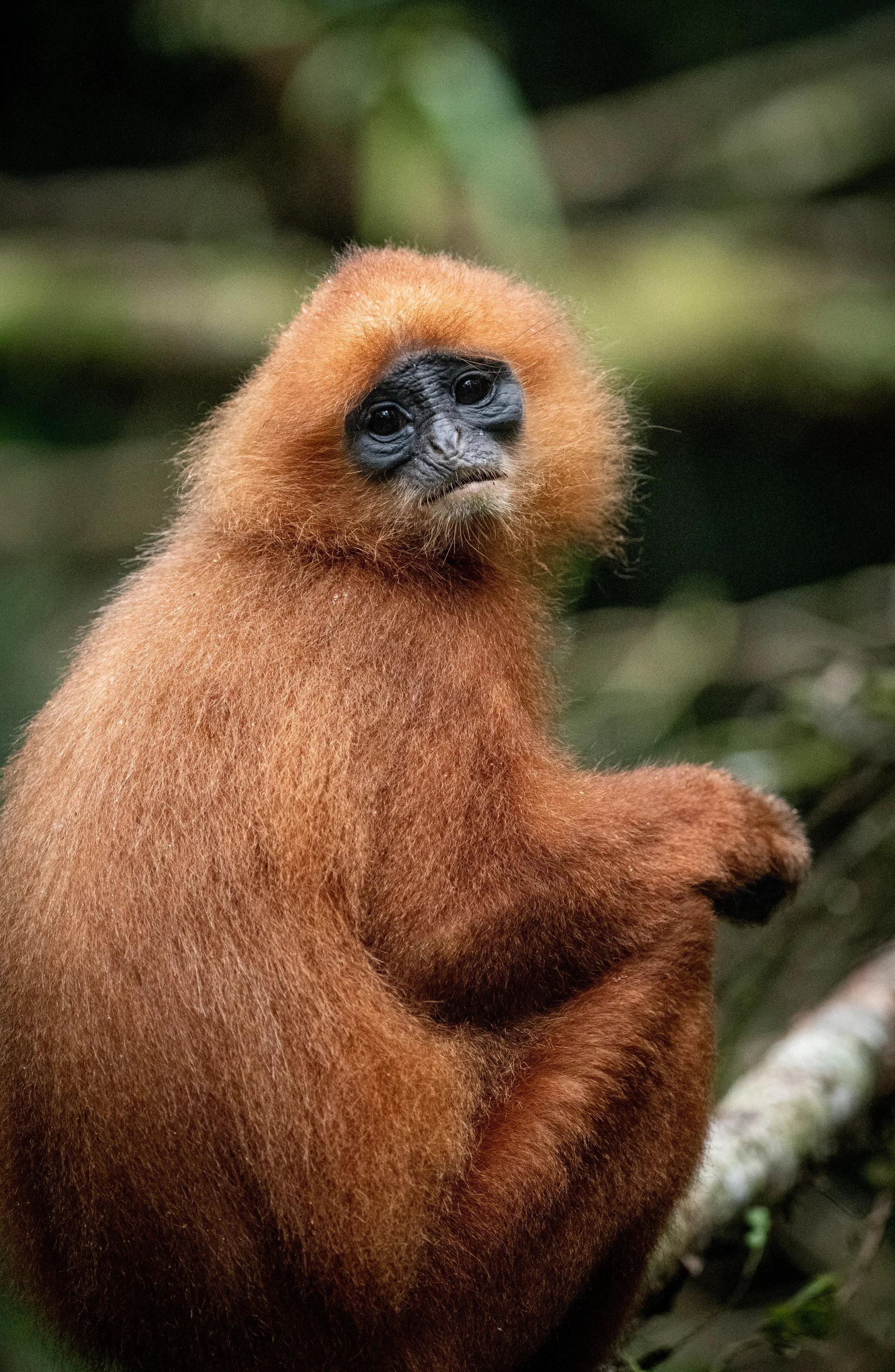 Maroon Langur, Red Leaf Monkey at Borneo