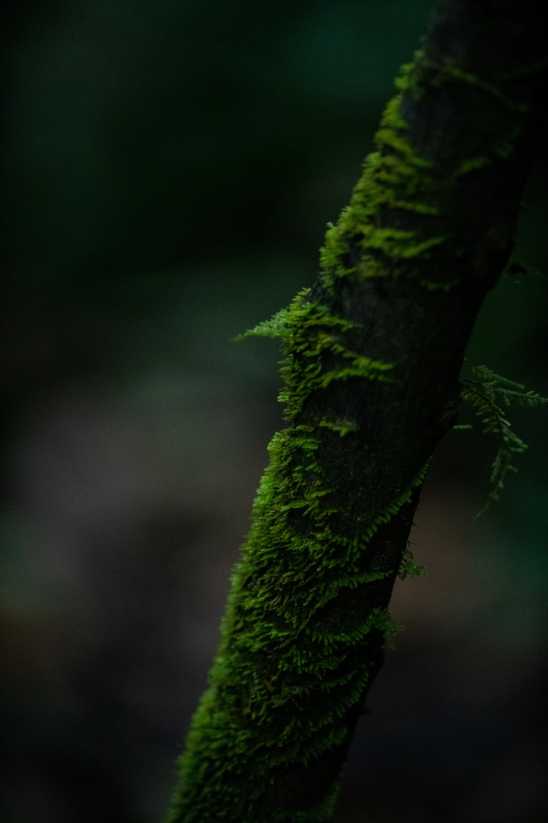 Photograph at Borneo