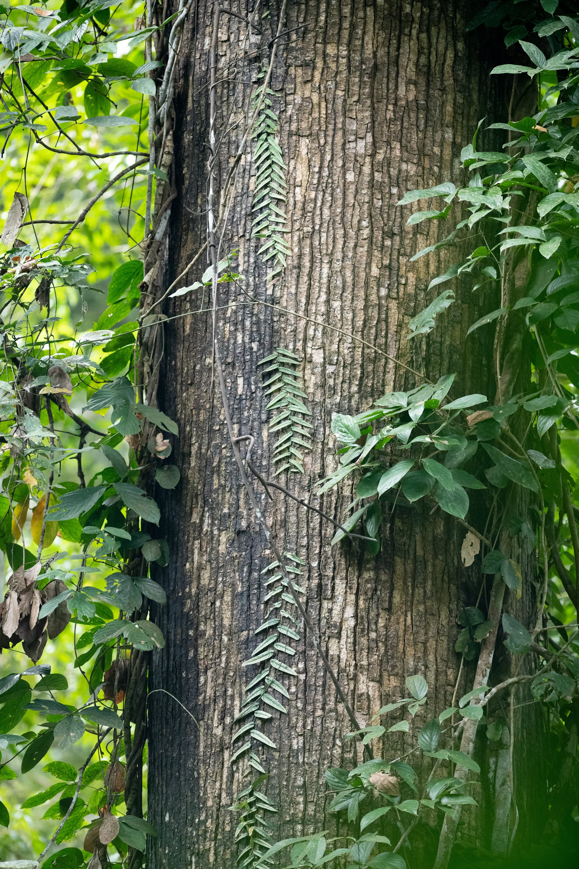 Photograph at Borneo