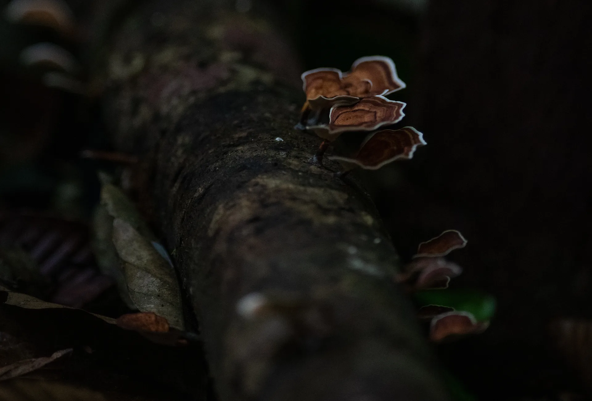 Photograph at Borneo