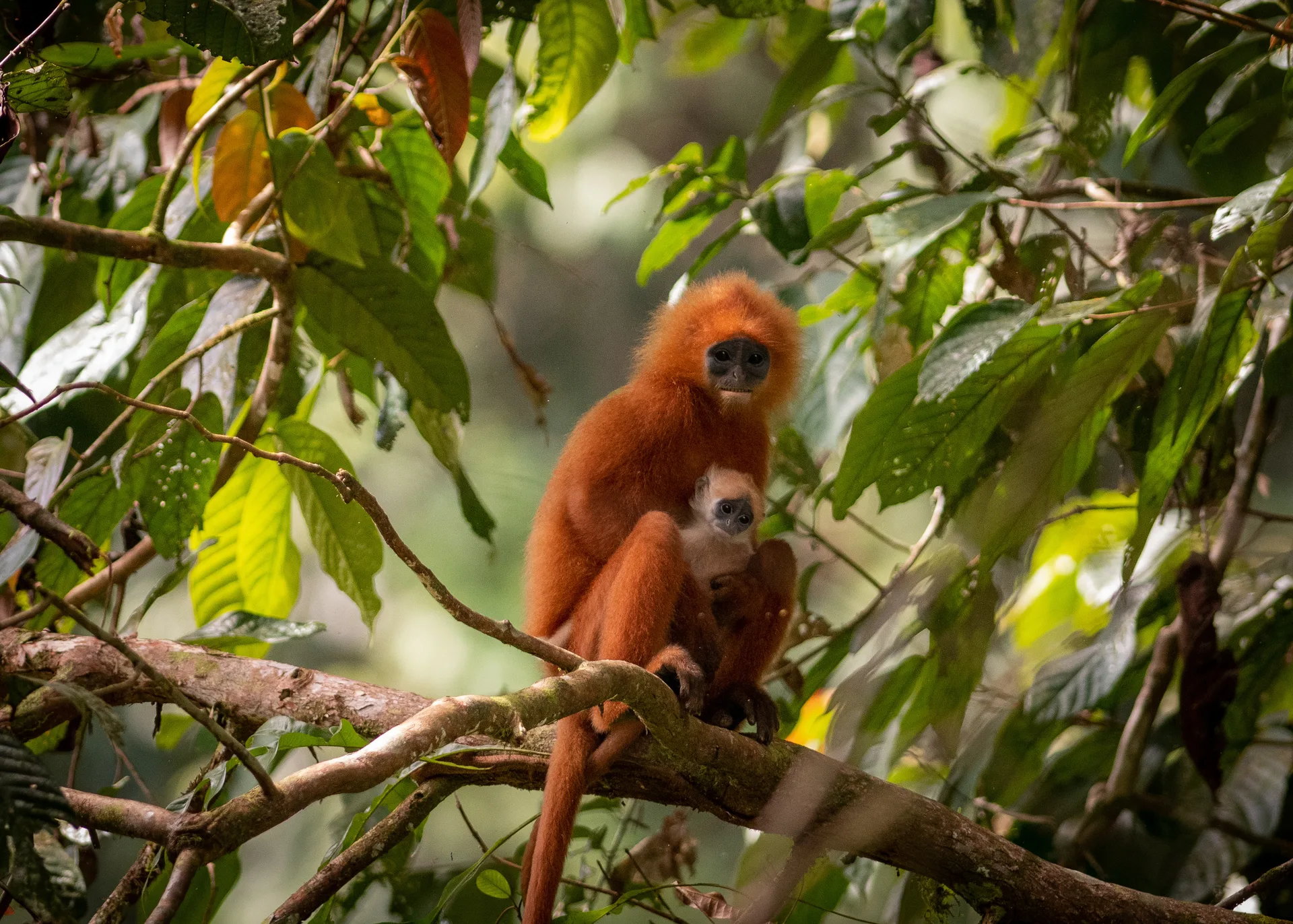Photograph at Borneo