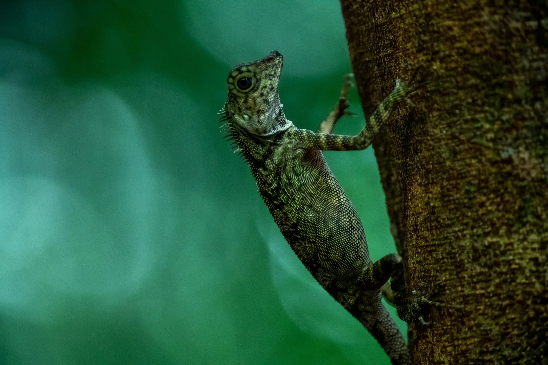 Flying Dragon at Borneo