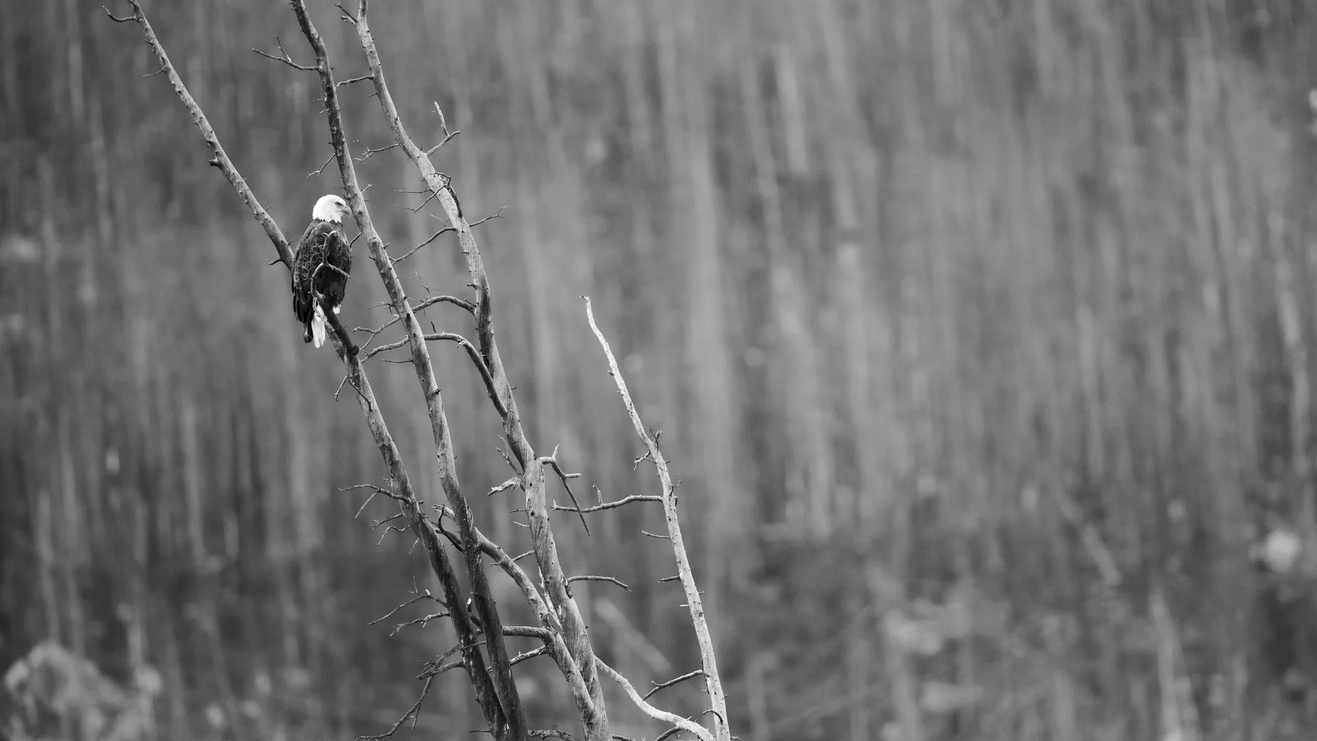Photograph at Jasper