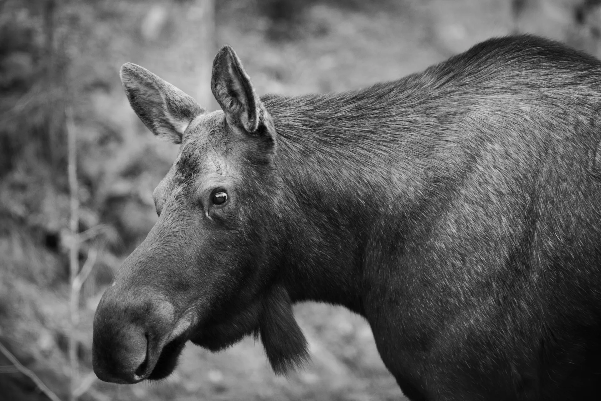 Photograph at Jasper