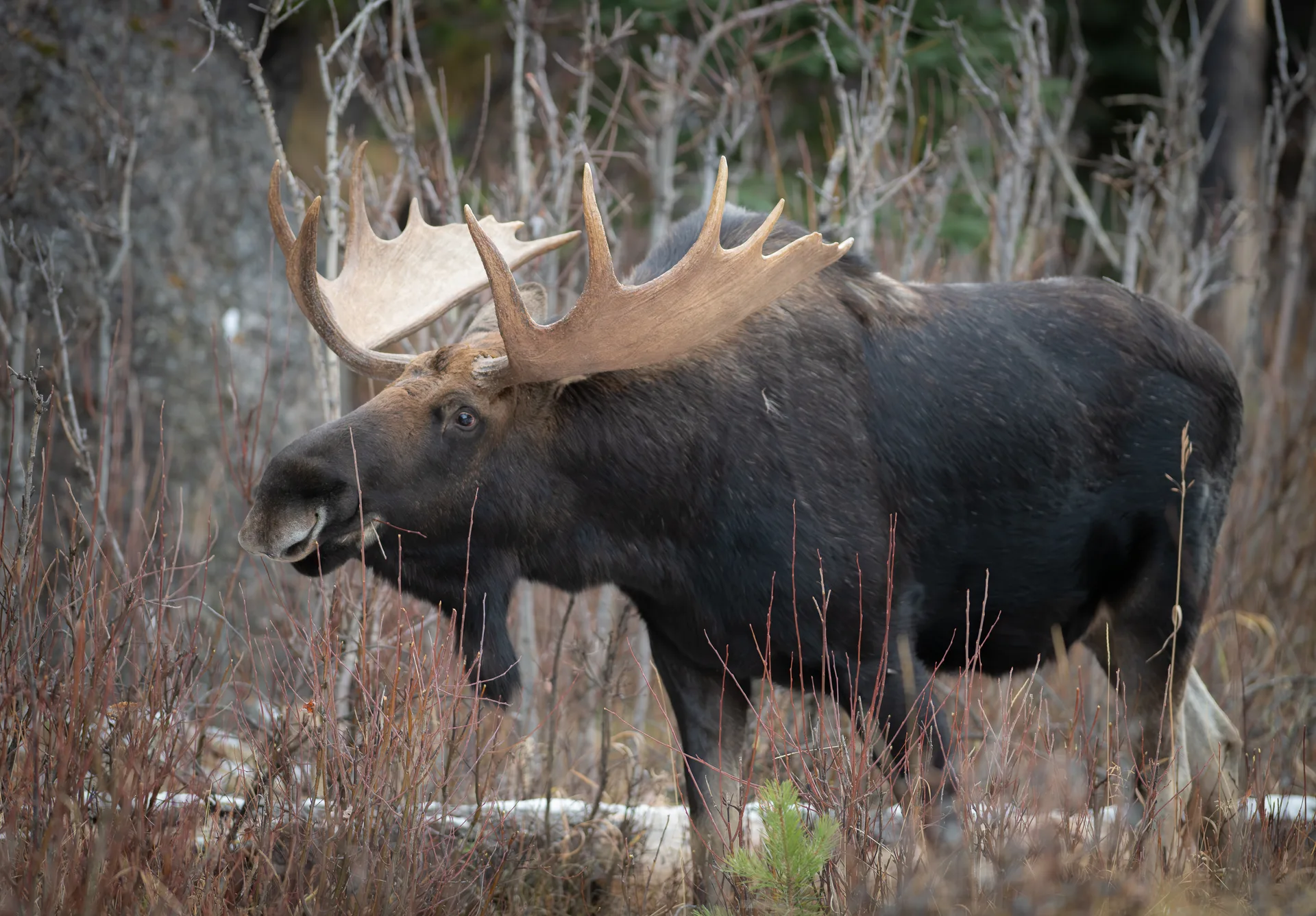 Photograph at Jasper
